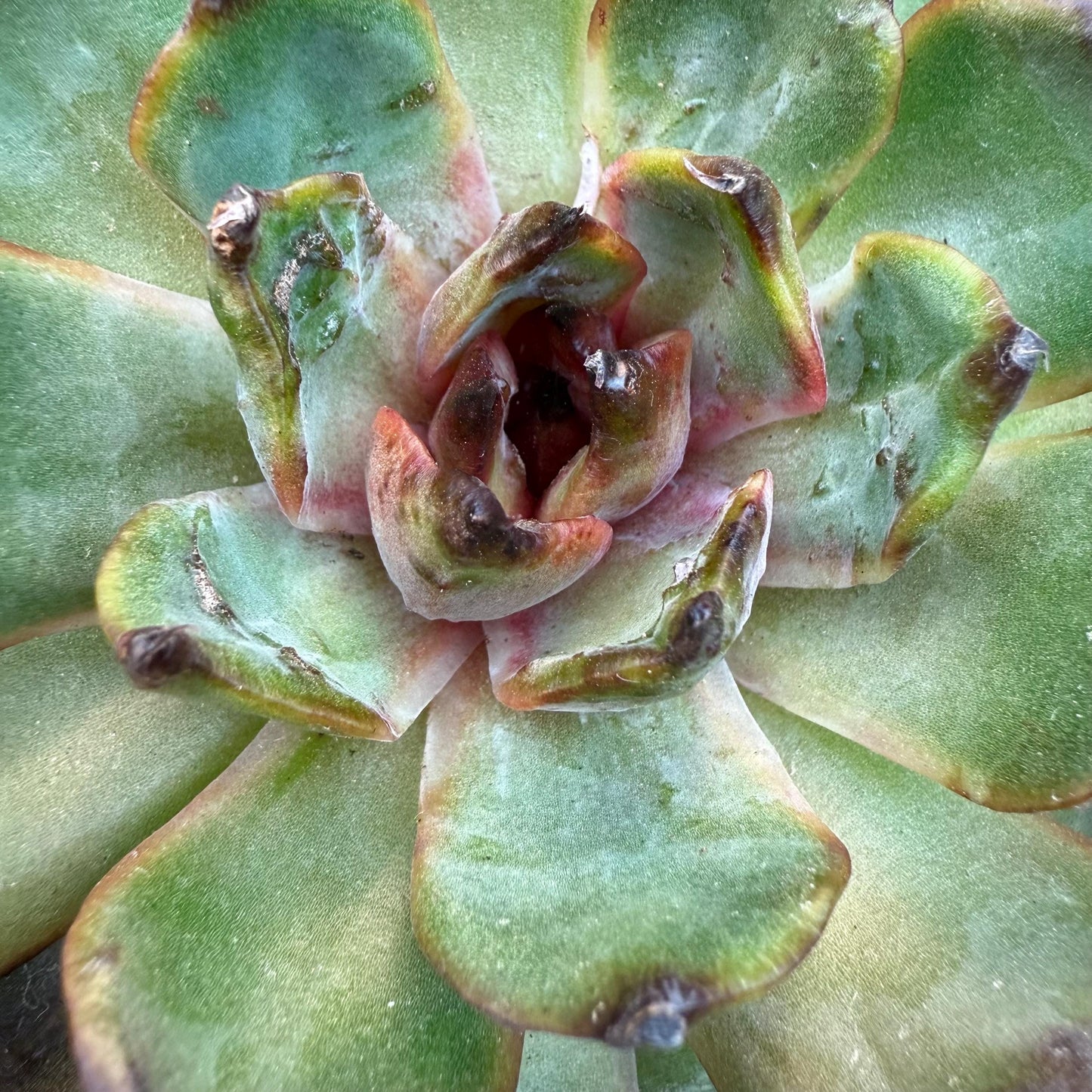 Echeveria  ‘bloody orange.’, 3.6inches, B33