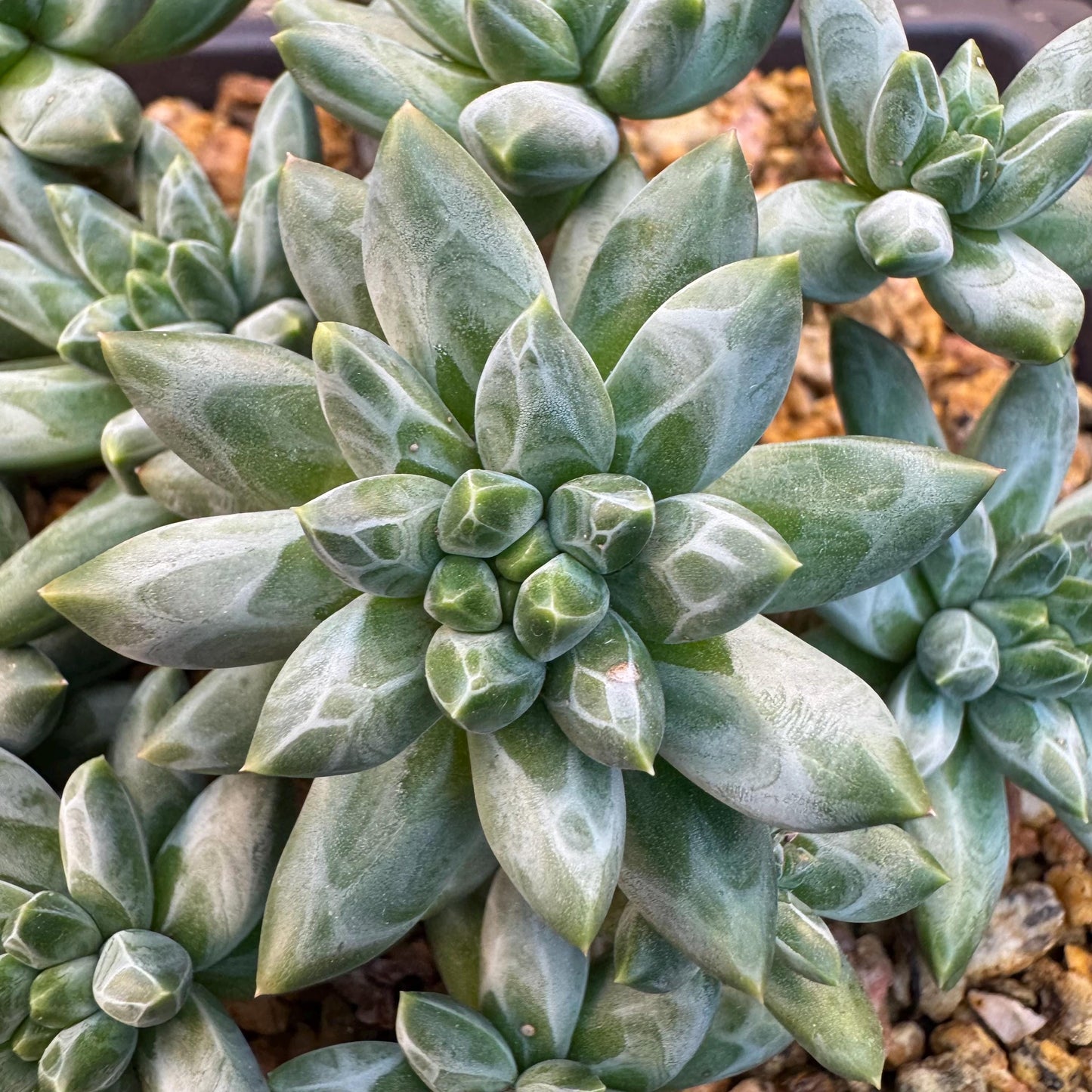 Pachyphytum compactum 'Glaucum'cluster, 5.3inches-D20