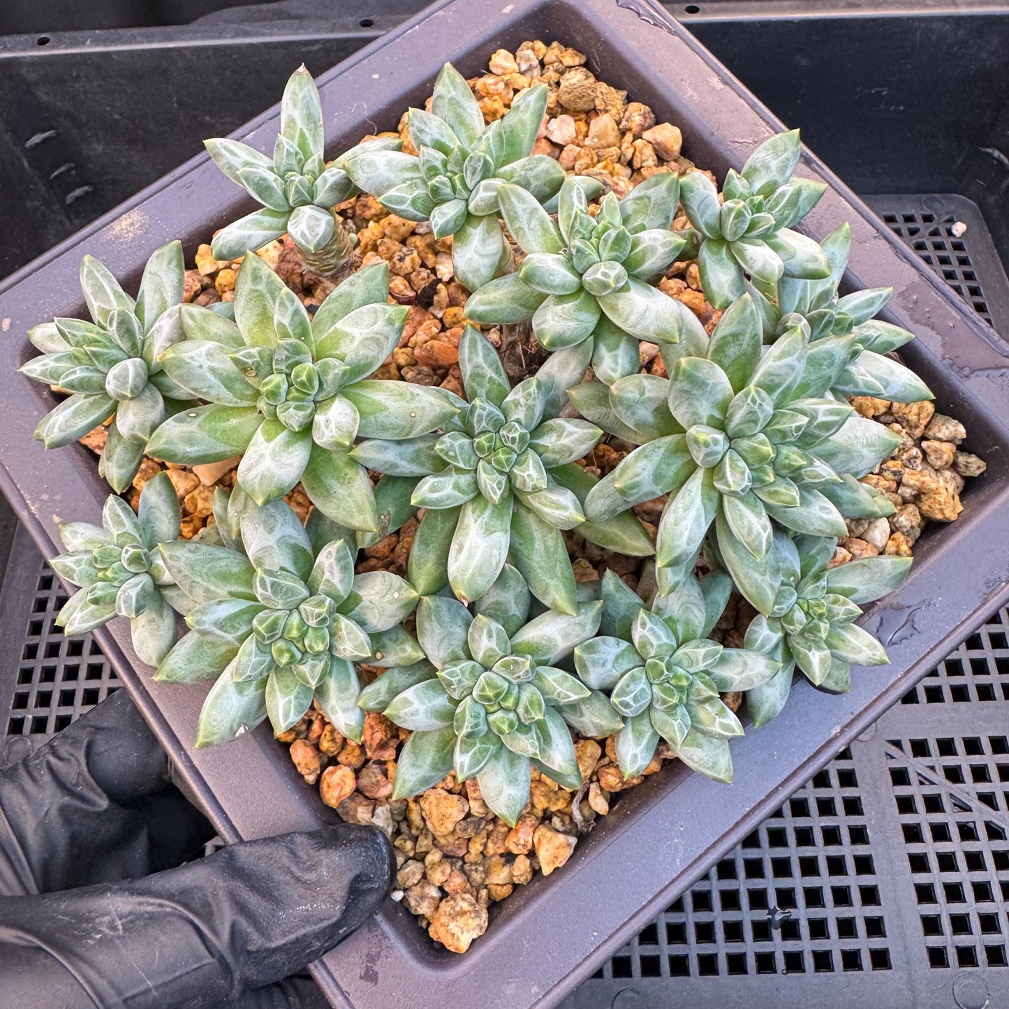 Pachyphytum compactum 'Glaucum'cluster, 5.3inches-D20