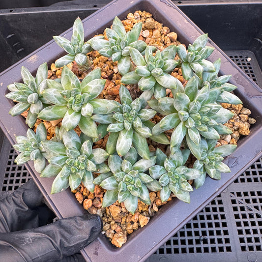 Pachyphytum compactum 'Glaucum'cluster, 5.3inches-D20