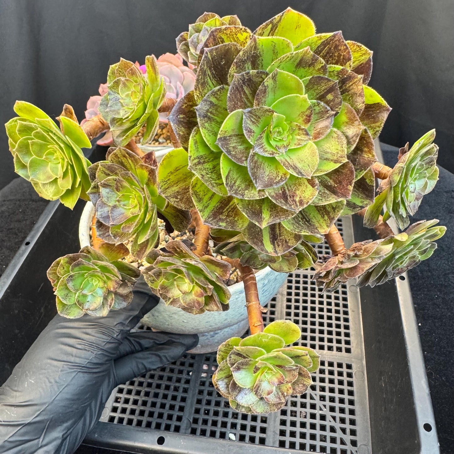 Aeonium‘ chocolate silk variegated,  6.1in - E04