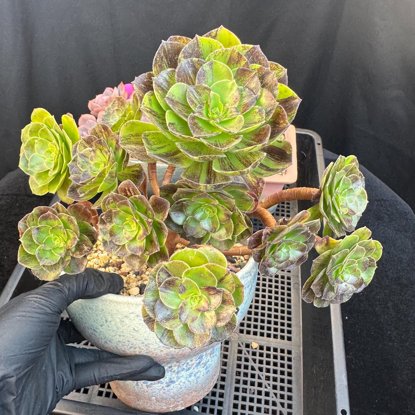 Aeonium‘ chocolate silk variegated,  6.1in - E04