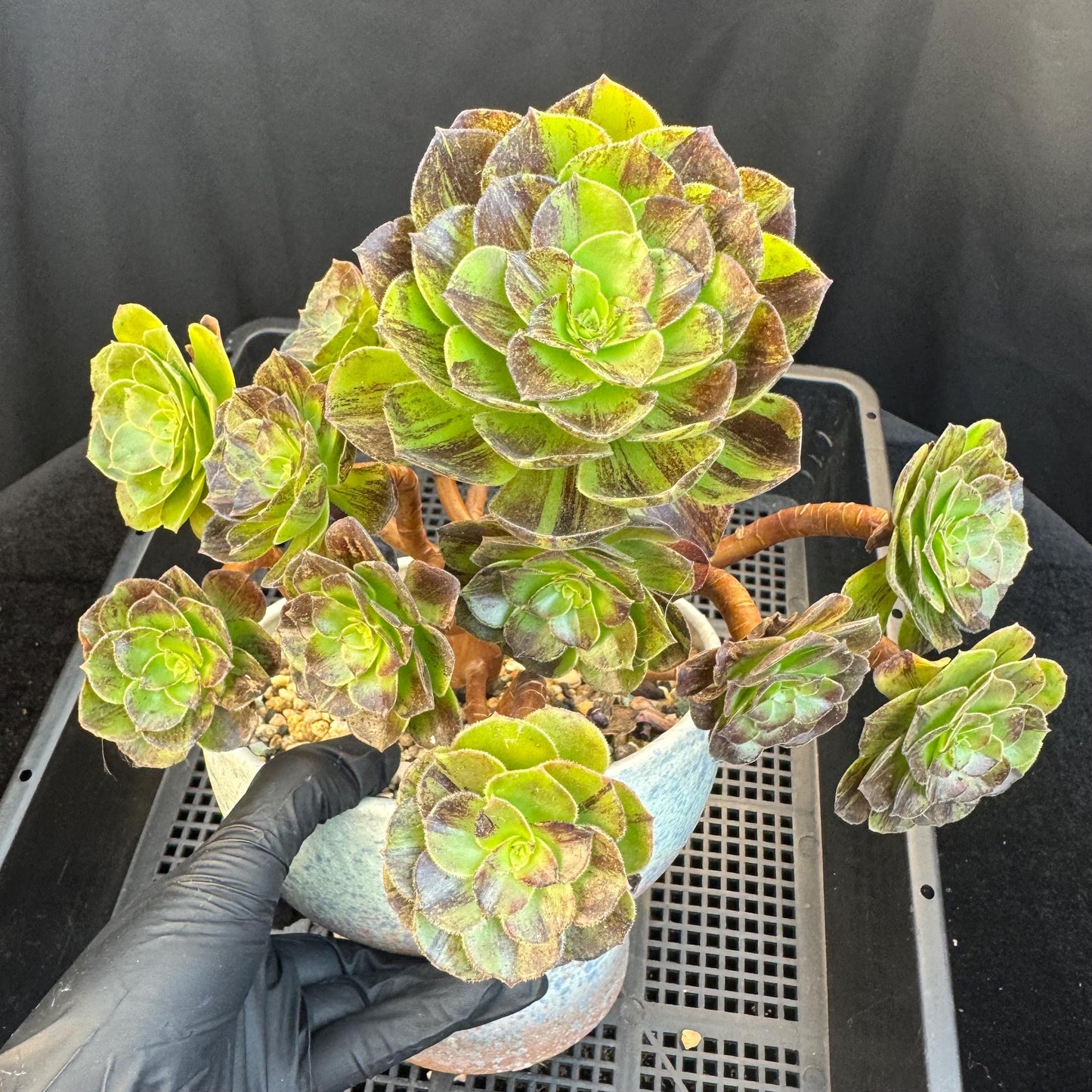 Aeonium‘ chocolate silk variegated,  6.1in - E04