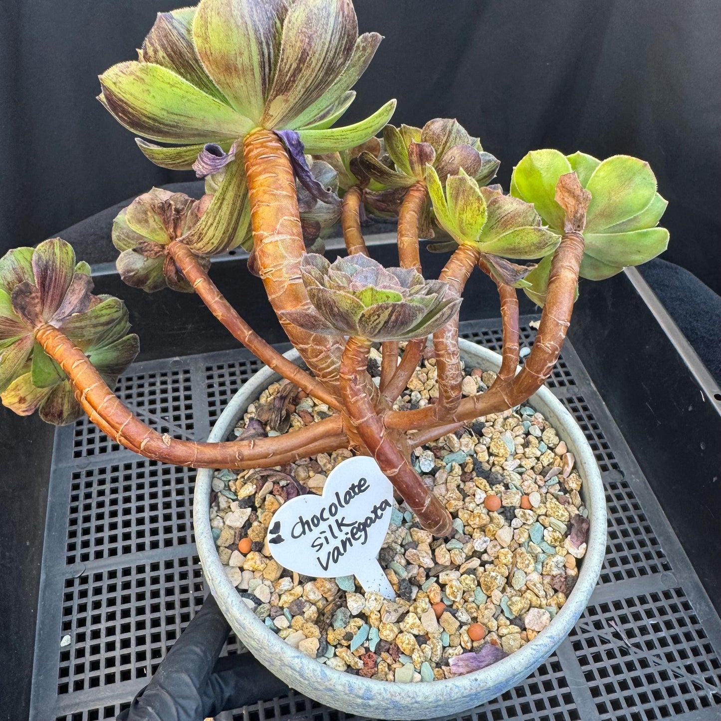 Aeonium‘ chocolate silk variegated,  6.1in - E04