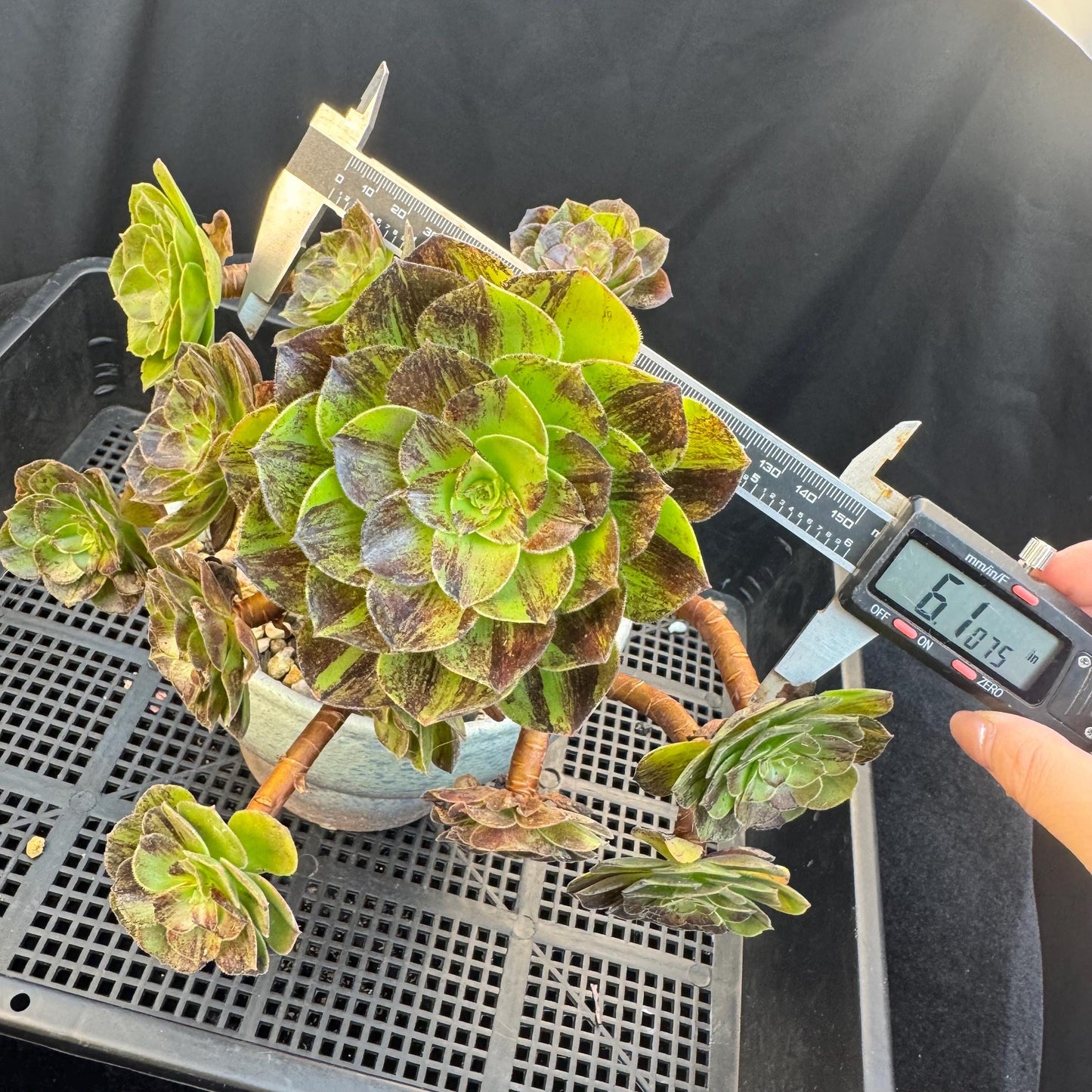 Aeonium‘ chocolate silk variegated,  6.1in - E04