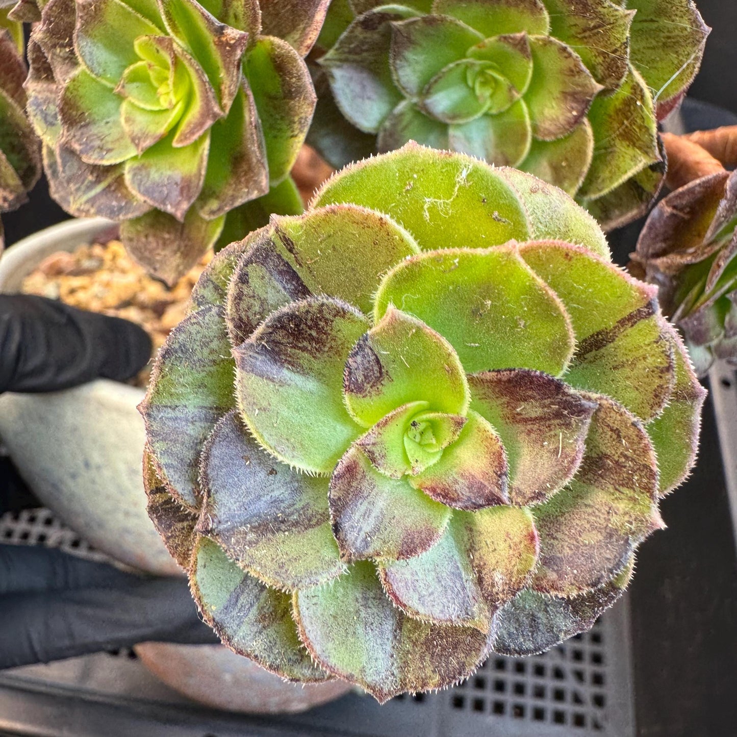 Aeonium‘ chocolate silk variegated,  6.1in - E04