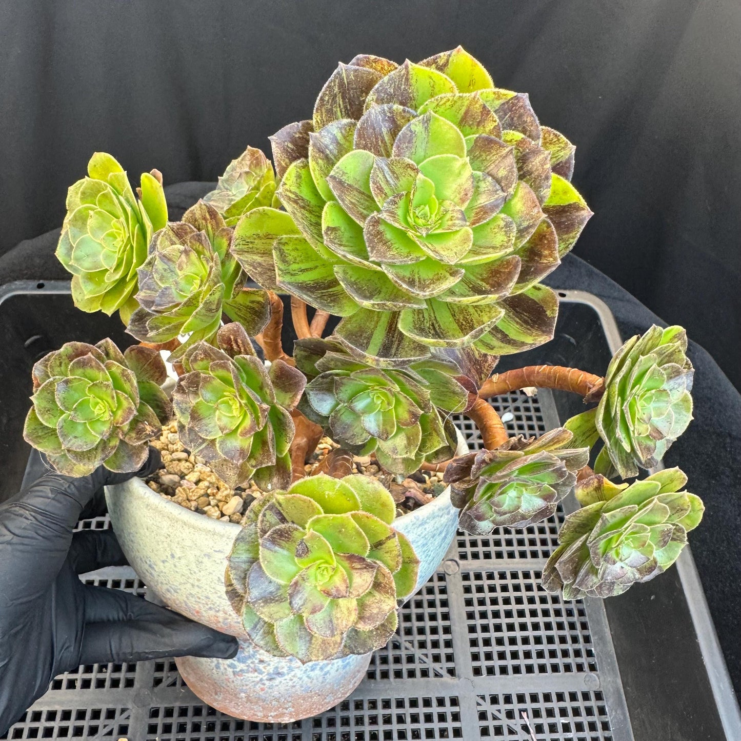 Aeonium‘ chocolate silk variegated,  6.1in - E04