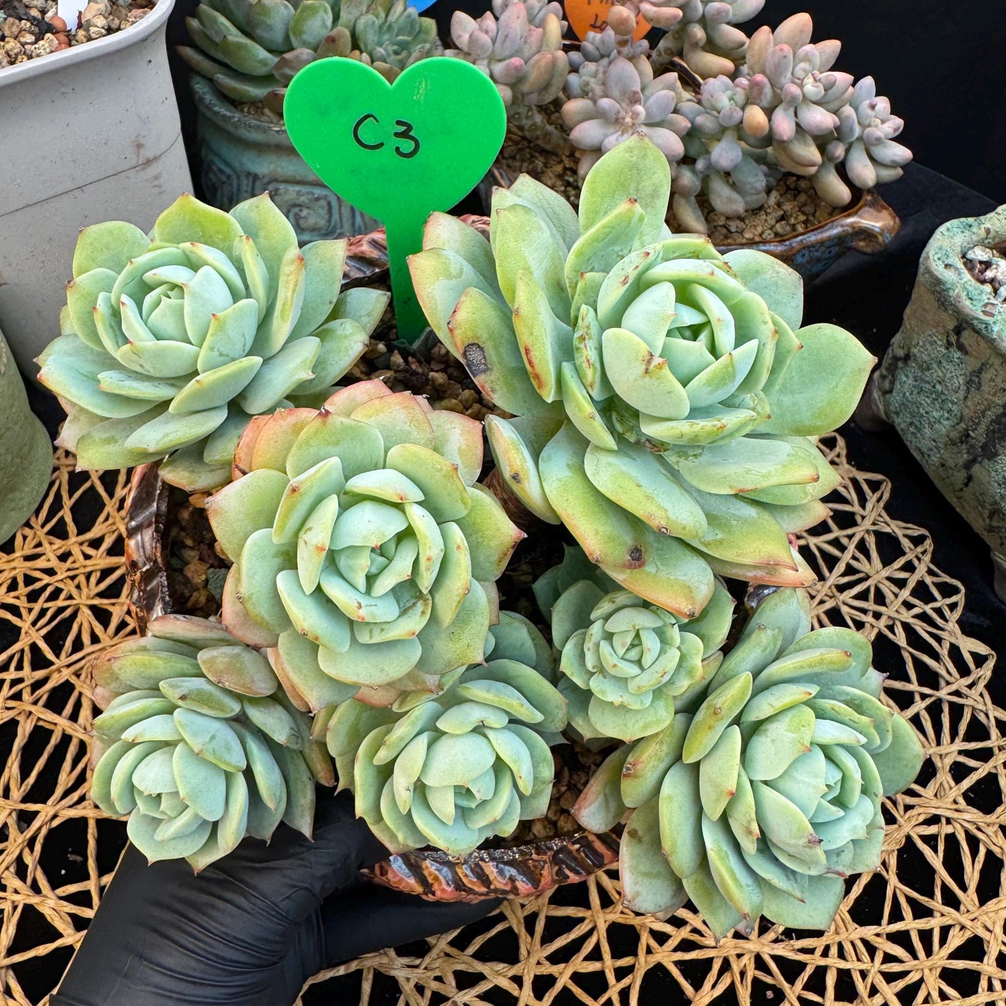 Echeveria  ‘lovesong'cluster , 7heads, 6.1in - C3