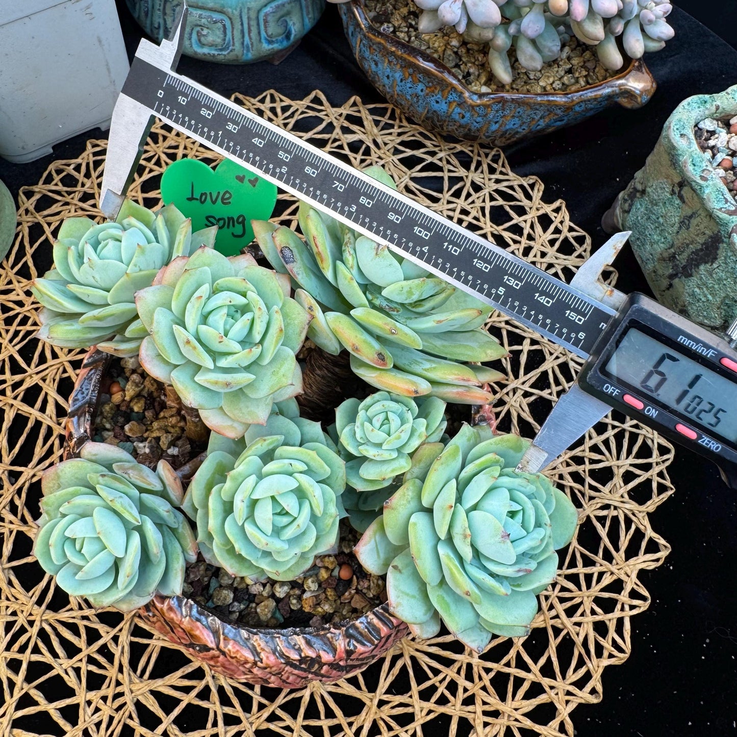 Echeveria  ‘lovesong'cluster , 7heads, 6.1in - C3