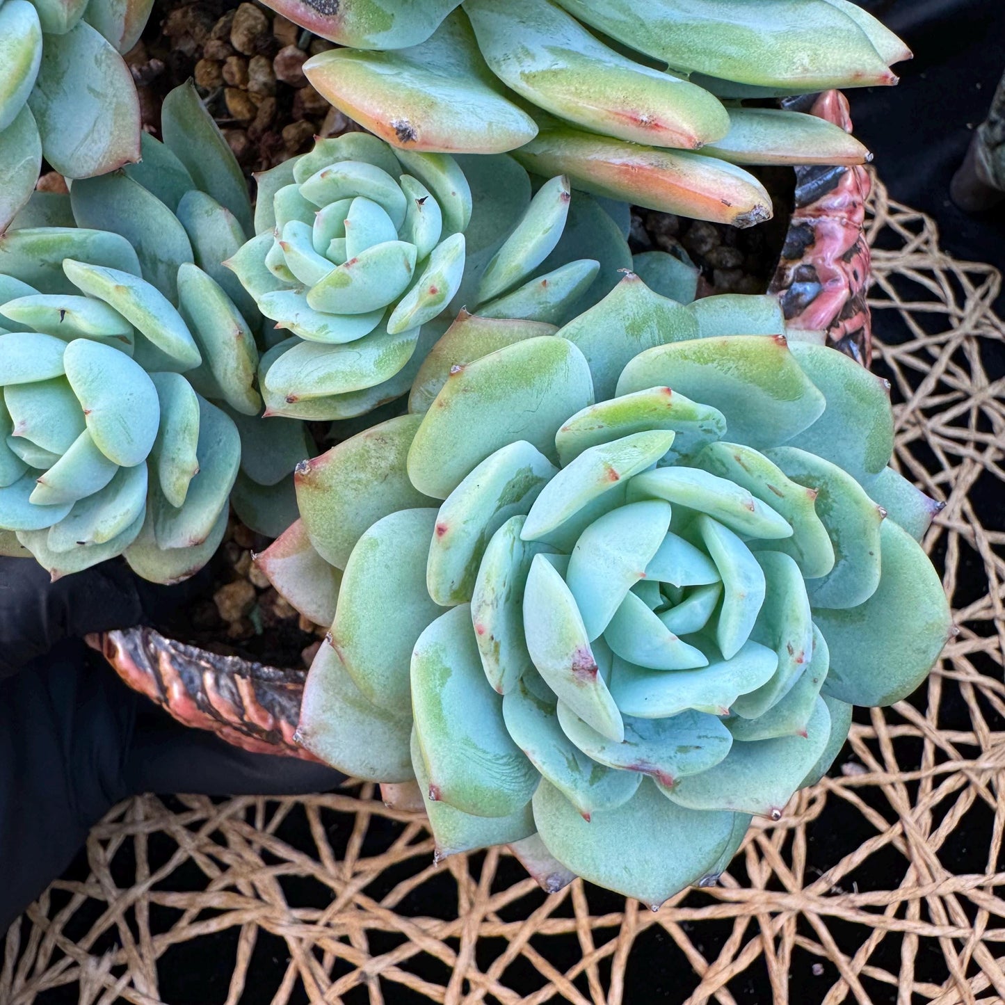 Echeveria  ‘lovesong'cluster , 7heads, 6.1in - C3