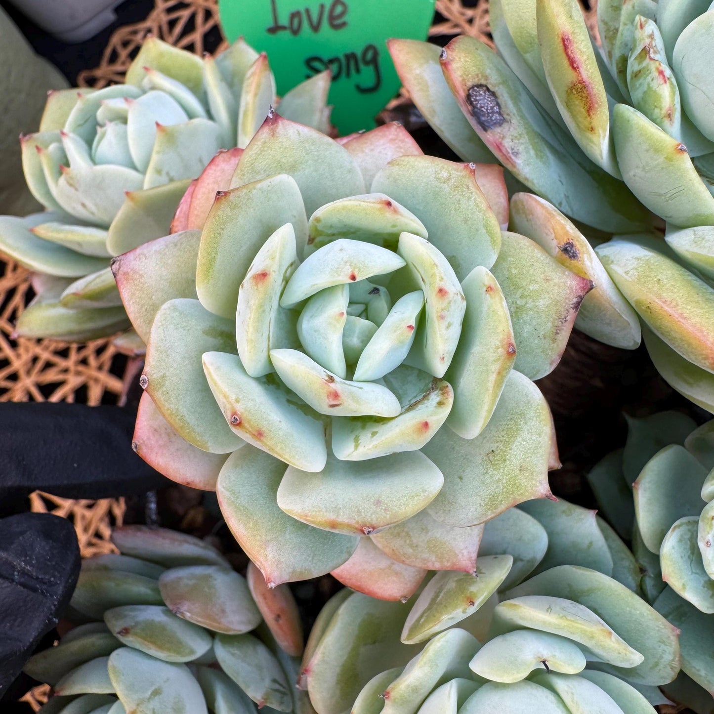 Echeveria  ‘lovesong'cluster , 7heads, 6.1in - C3