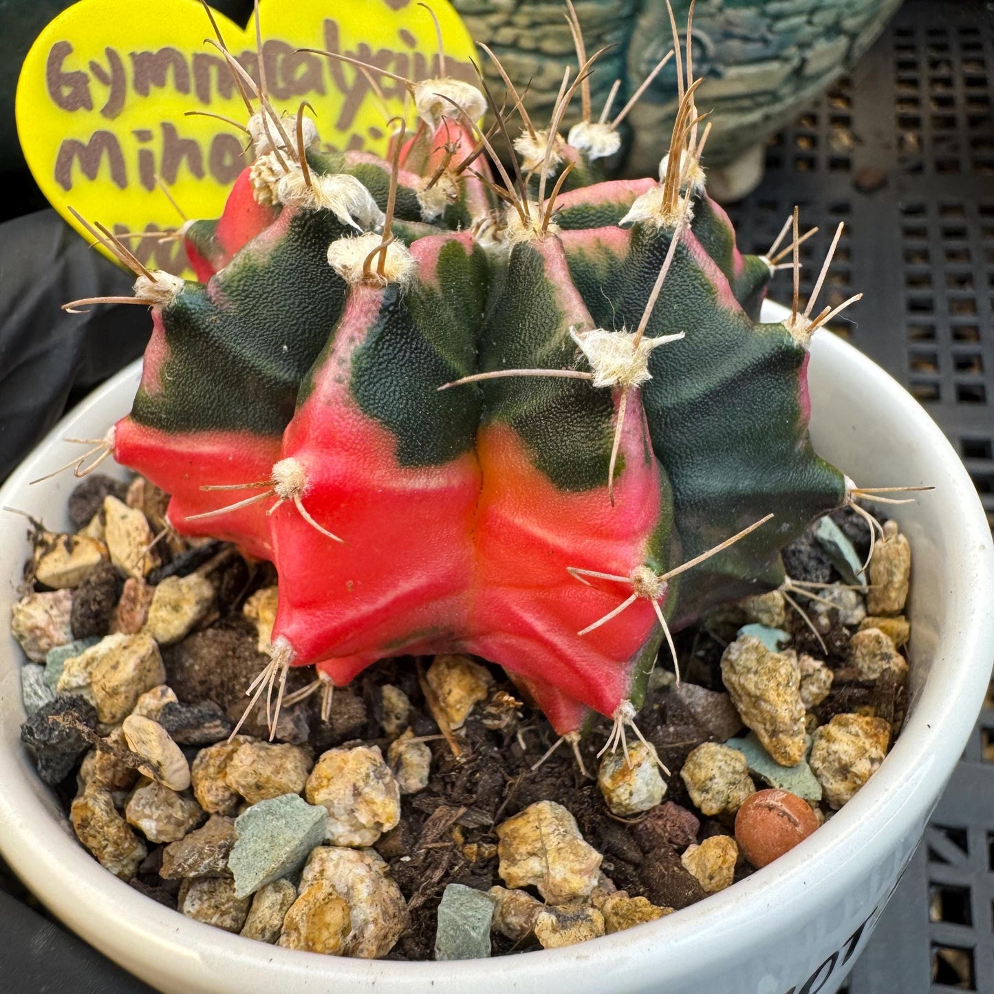 Variegated Gymnocalycium Mihanovichii: 2" Succulent-D7（with pot）
