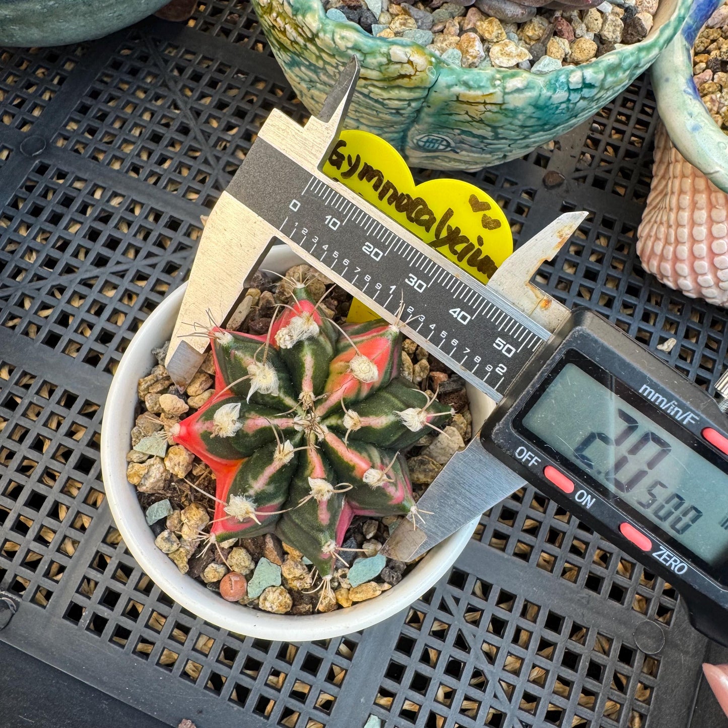 Variegated Gymnocalycium Mihanovichii: 2" Succulent-D7（with pot）