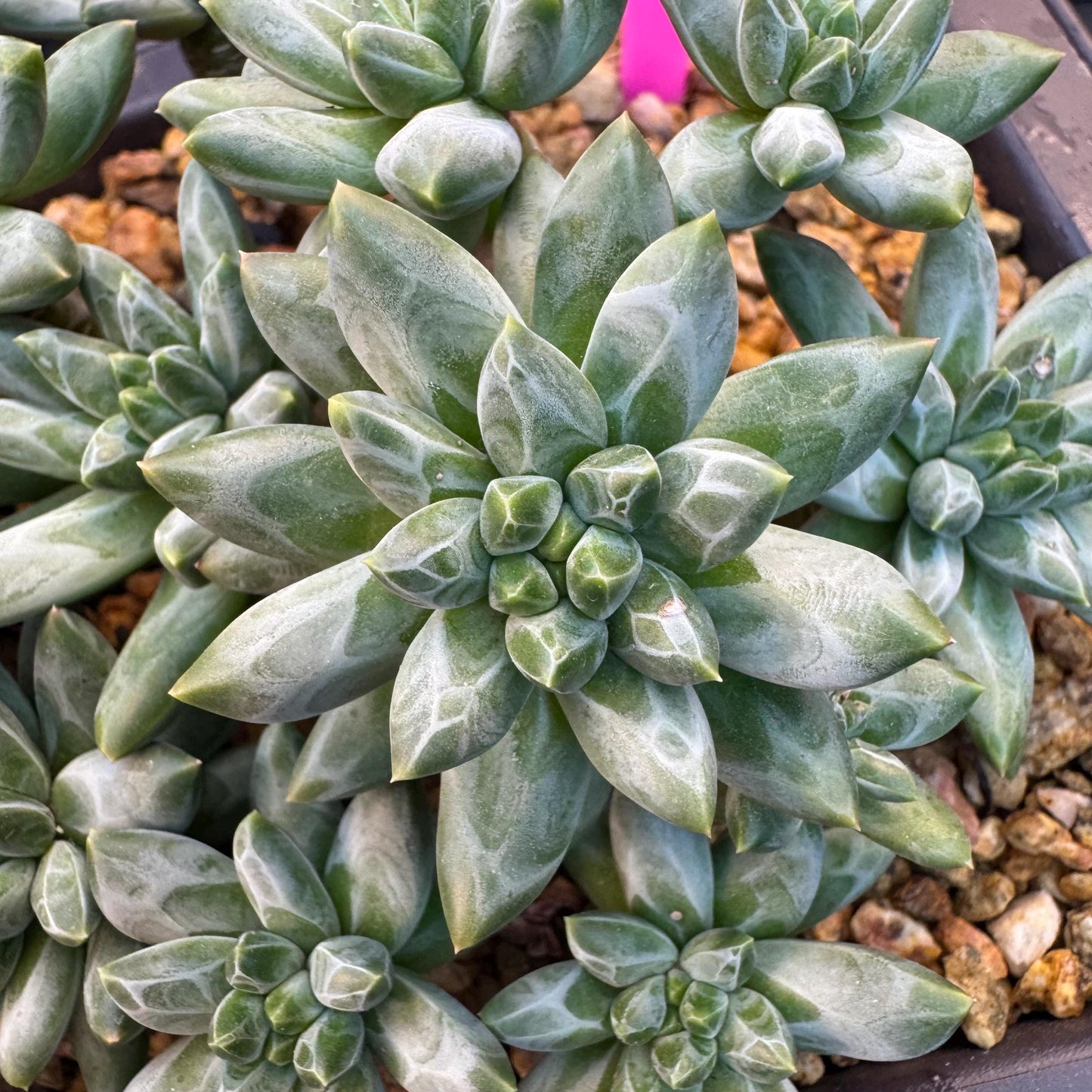 Pachyphytum compactum 'Glaucum'cluster, 5.3inches-D20