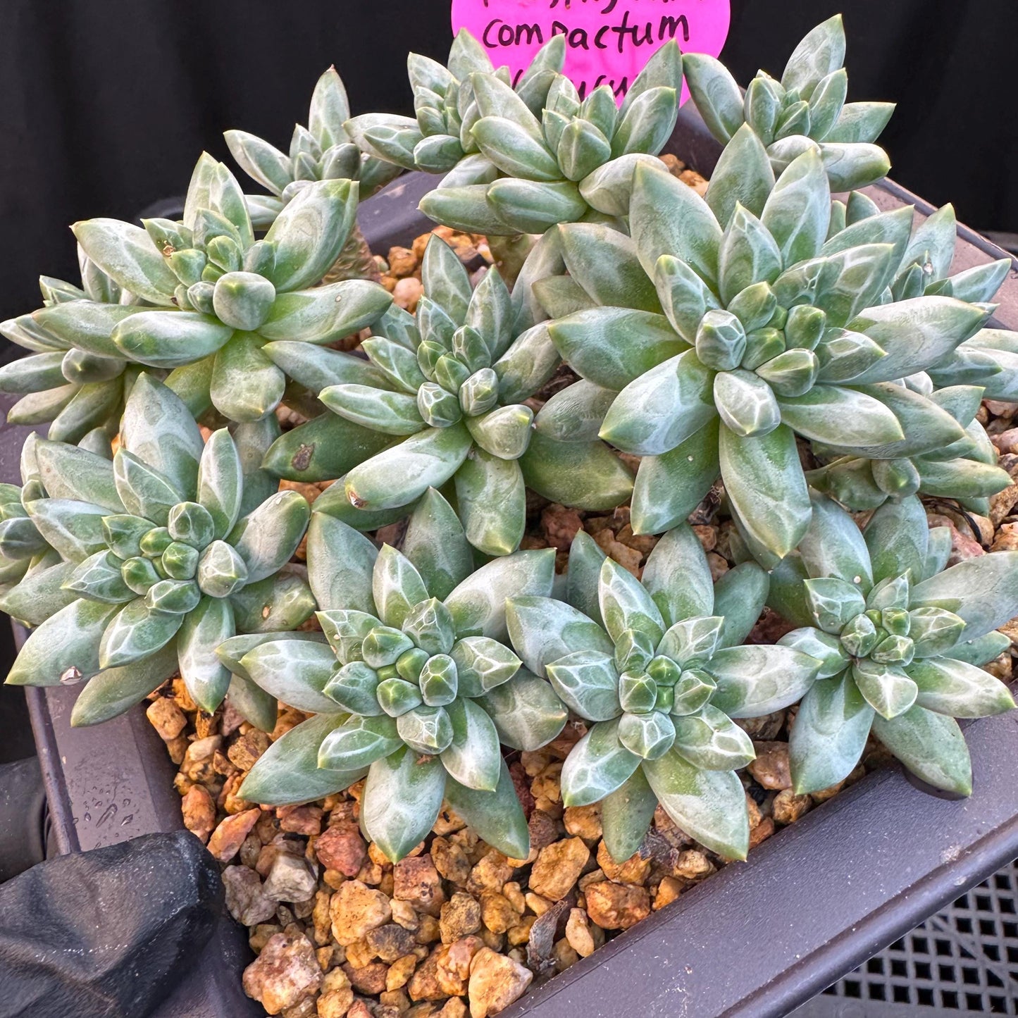 Pachyphytum compactum 'Glaucum'cluster, 5.3inches-D20