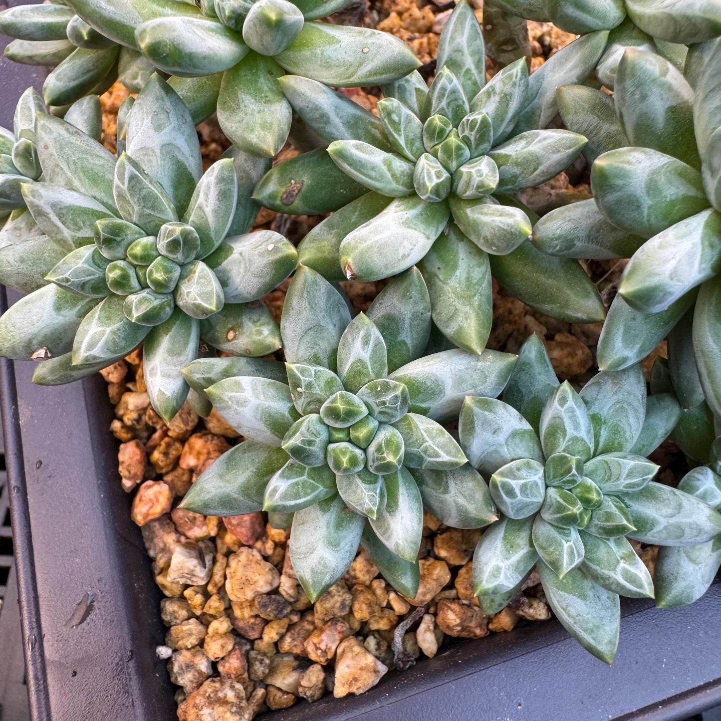 Pachyphytum compactum 'Glaucum'cluster, 5.3inches-D20