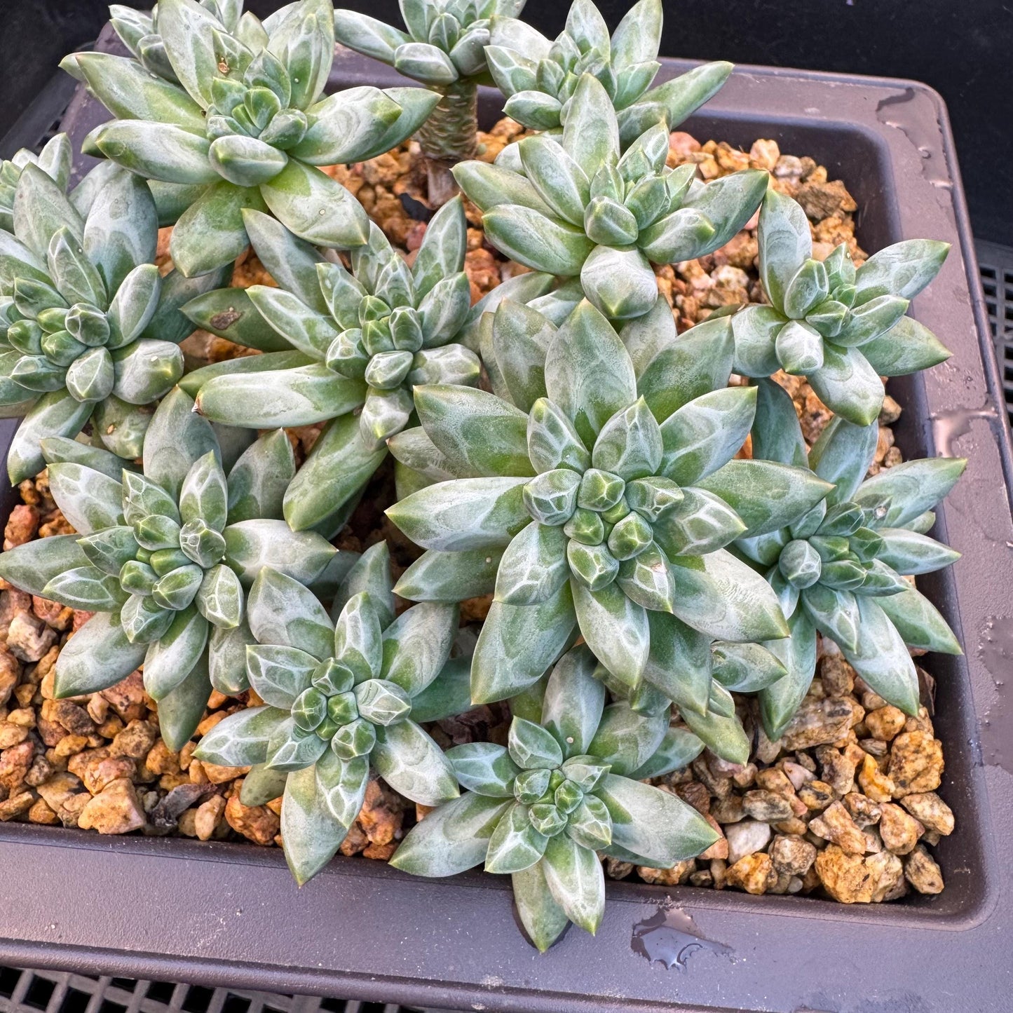 Pachyphytum compactum 'Glaucum'cluster, 5.3inches-D20