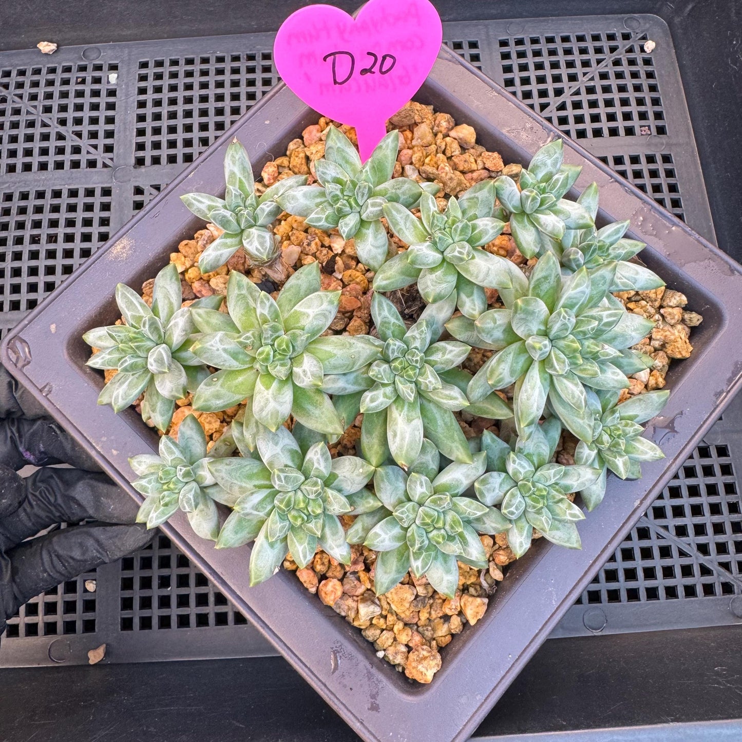Pachyphytum compactum 'Glaucum'cluster, 5.3inches-D20