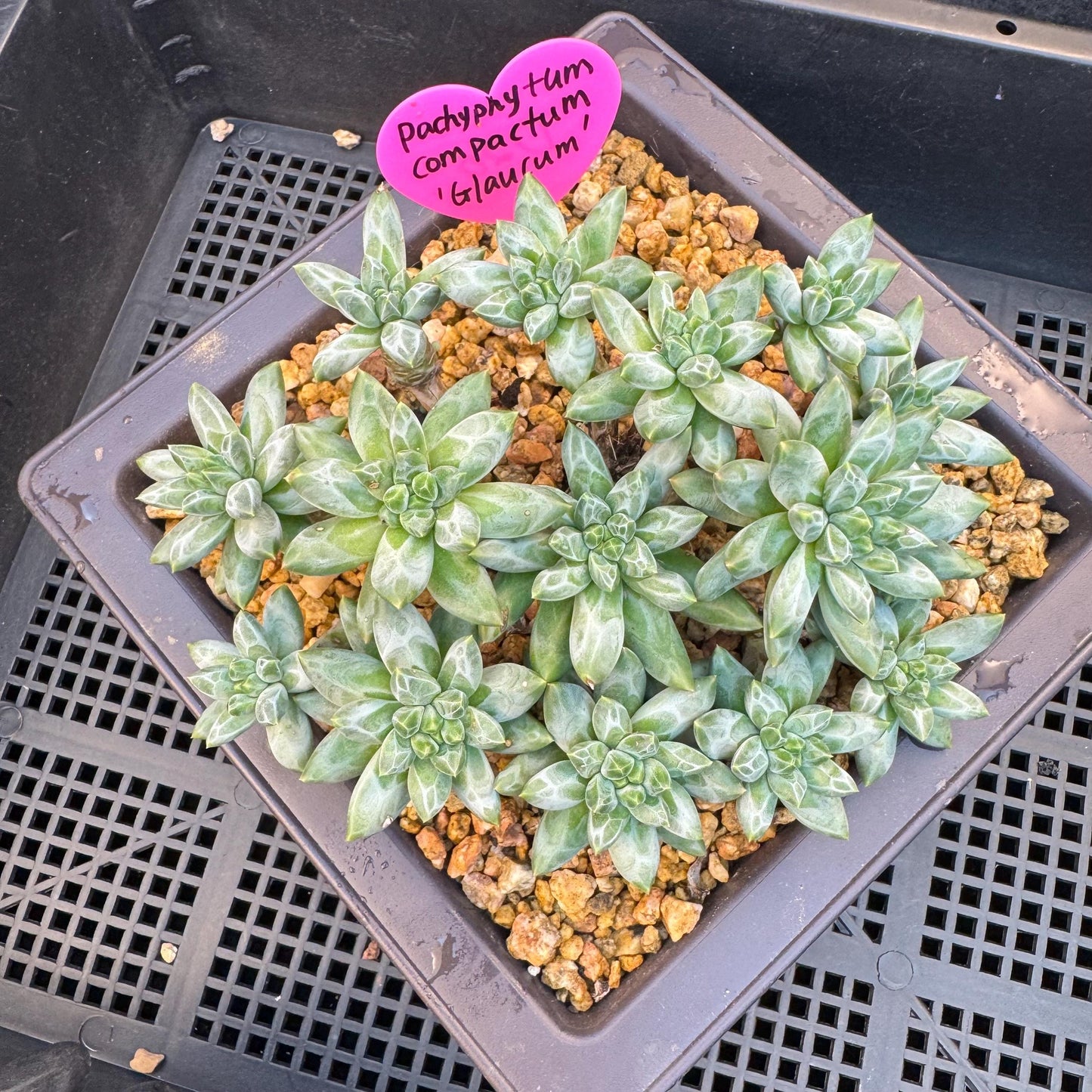 Pachyphytum compactum 'Glaucum'cluster, 5.3inches-D20