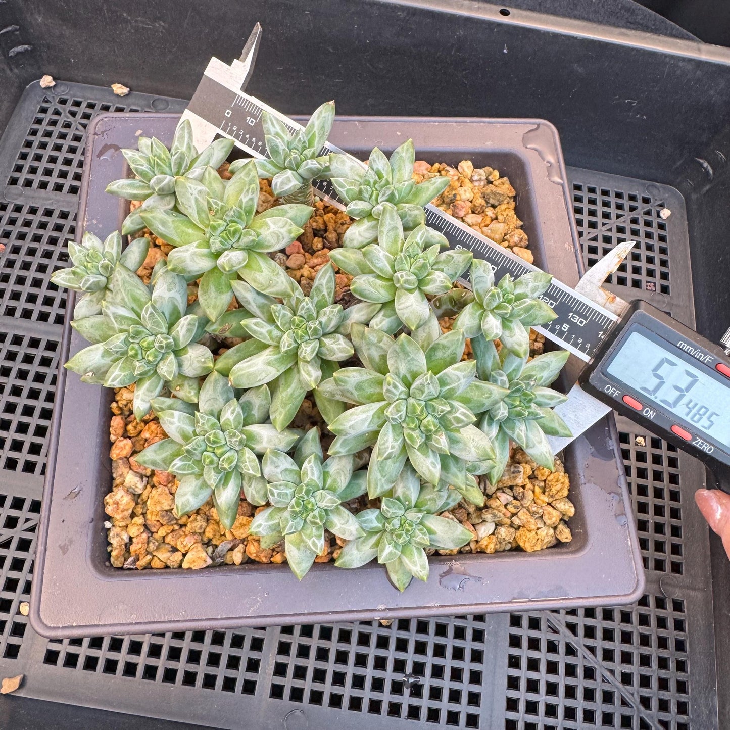 Pachyphytum compactum 'Glaucum'cluster, 5.3inches-D20