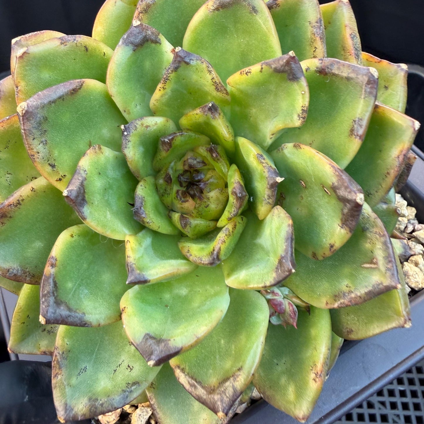 Echeveria  ‘dazzling smoke ’ with black sport , single head with 2 babies, 4.9inches, E33