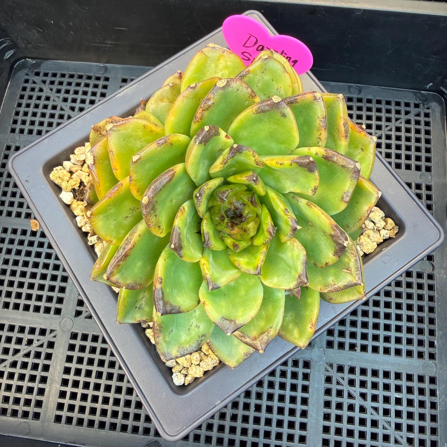 Echeveria  ‘dazzling smoke ’ with black sport , single head with 2 babies, 4.9inches, E33