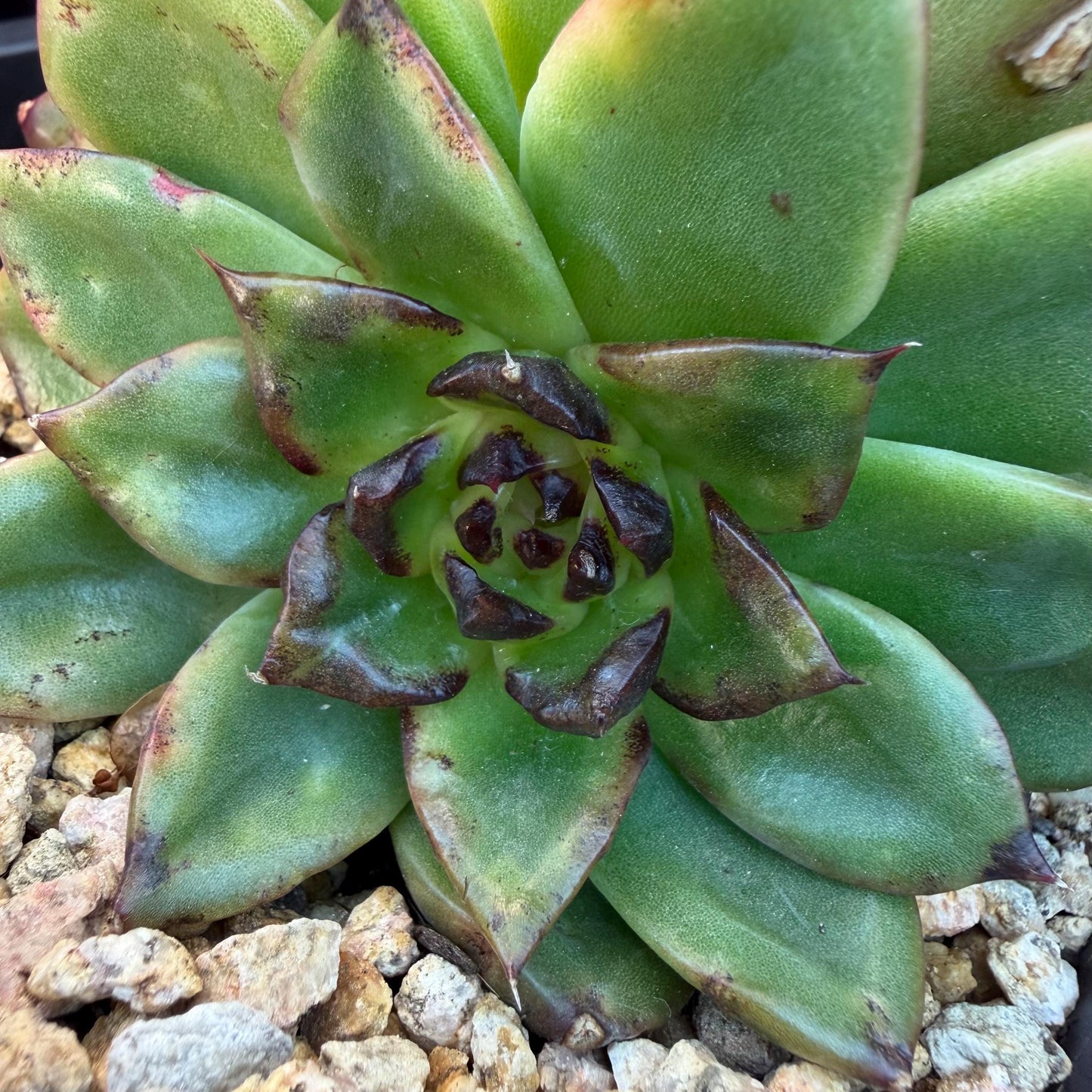 Echeveria  ‘dazzling smoke ’ with black sport , single head with 2 babies, 4.9inches, E33