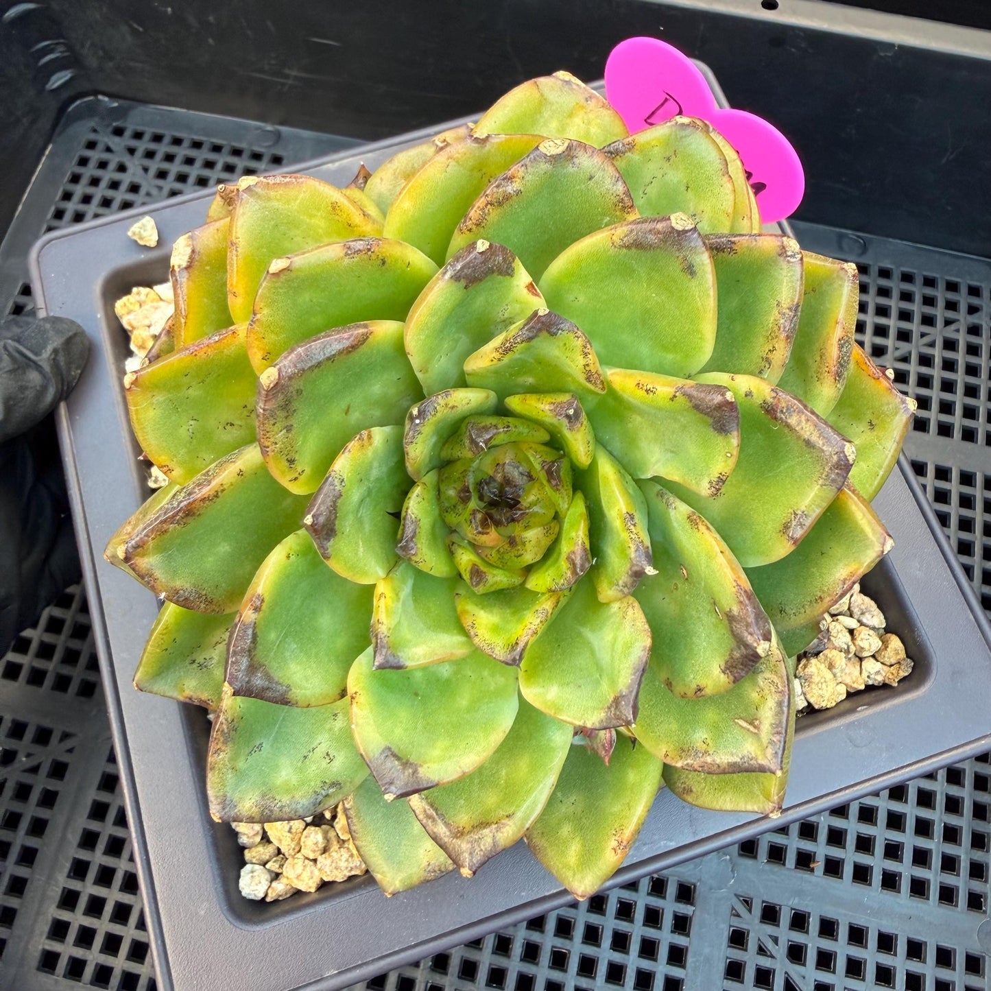 Echeveria  ‘dazzling smoke ’ with black sport , single head with 2 babies, 4.9inches, E33