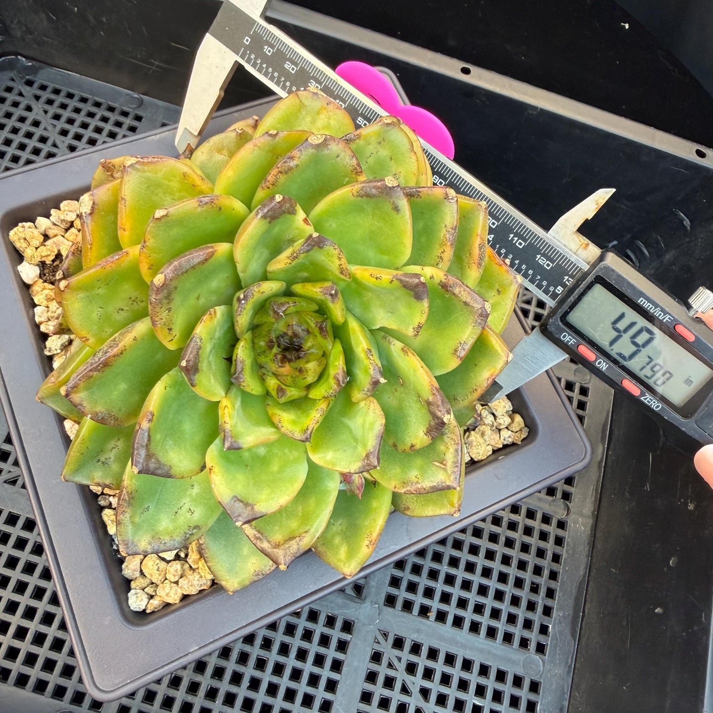 Echeveria  ‘dazzling smoke ’ with black sport , single head with 2 babies, 4.9inches, E33