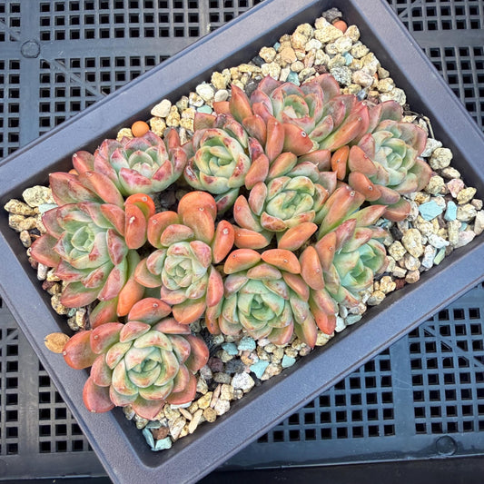 Echeveria  'Jade pavilion'cluster, 4. 3inches, E28