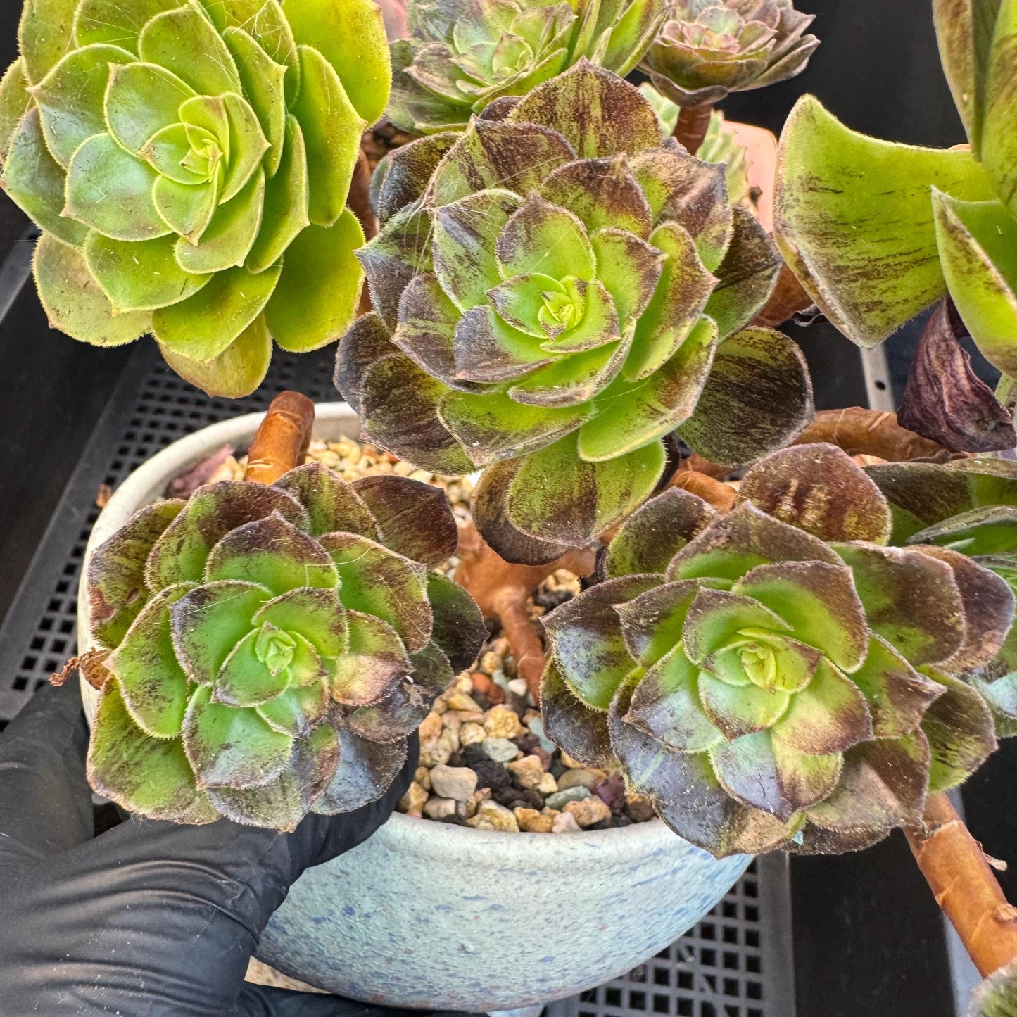 Aeonium‘ chocolate silk variegated,  6.1in - E04