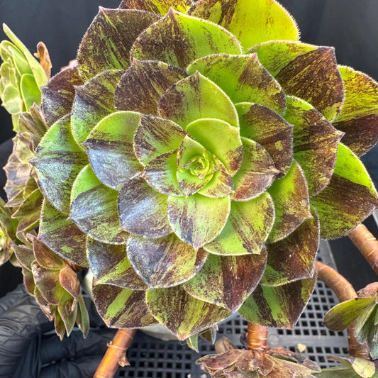Aeonium‘ chocolate silk variegated,  6.1in - E04