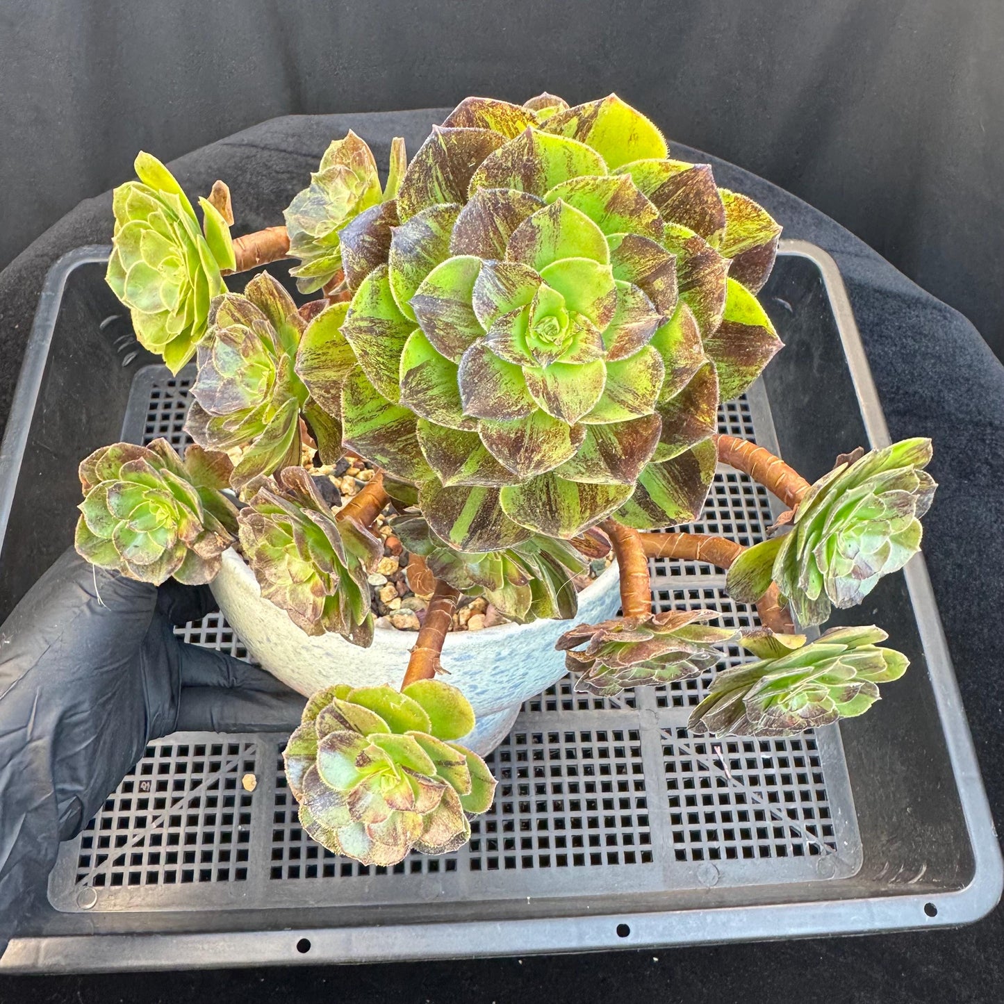 Aeonium‘ chocolate silk variegated,  6.1in - E04