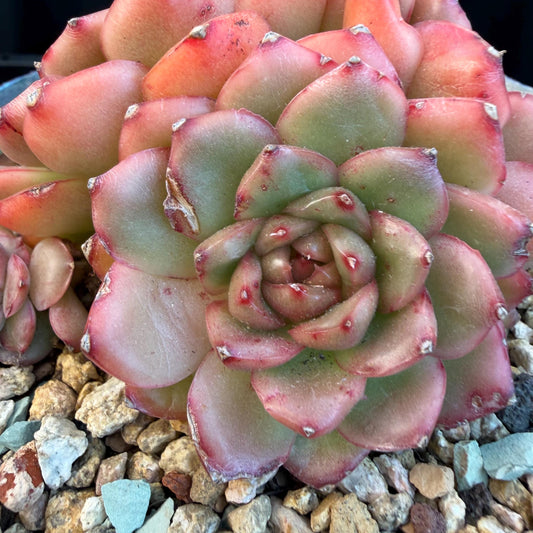 Echeveria  'Jade Bird'  cluster, 3.4inches