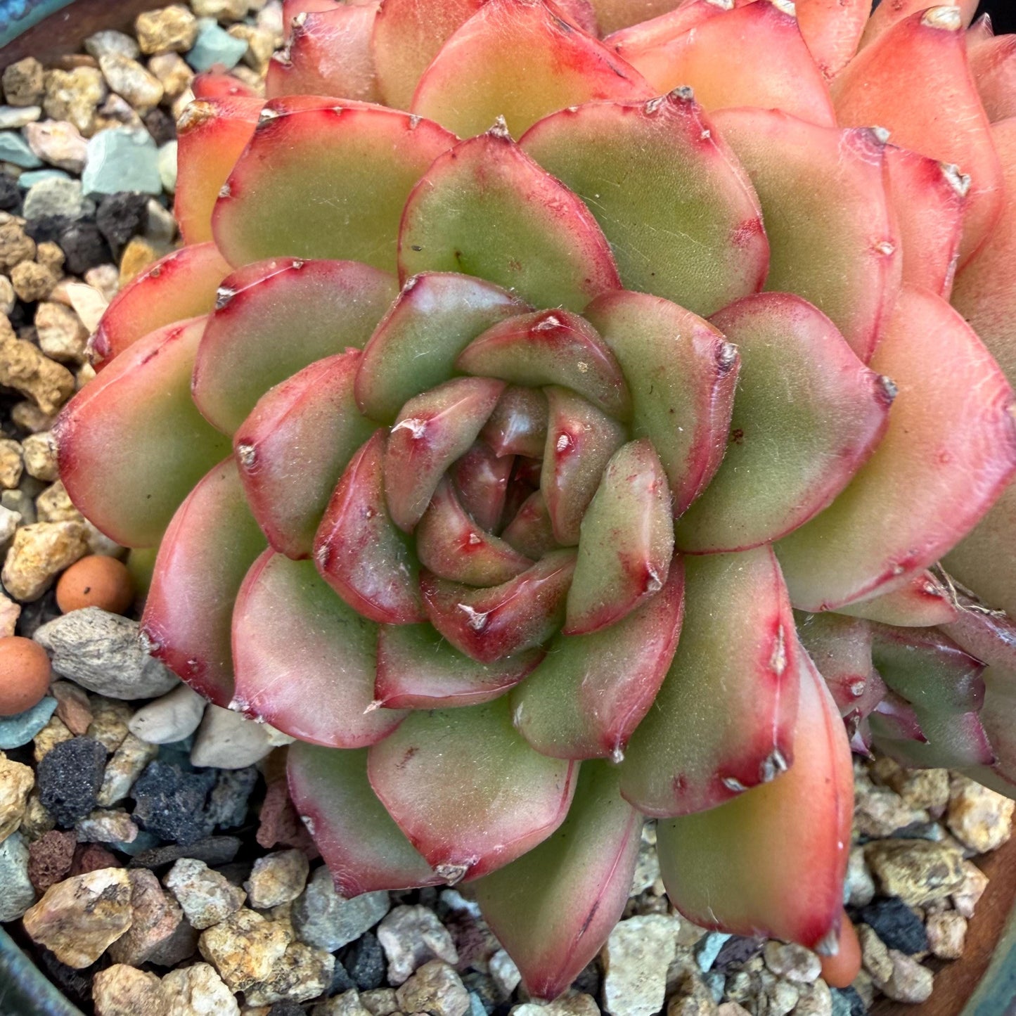 Echeveria  'Jade Bird'  cluster, 3.4inches