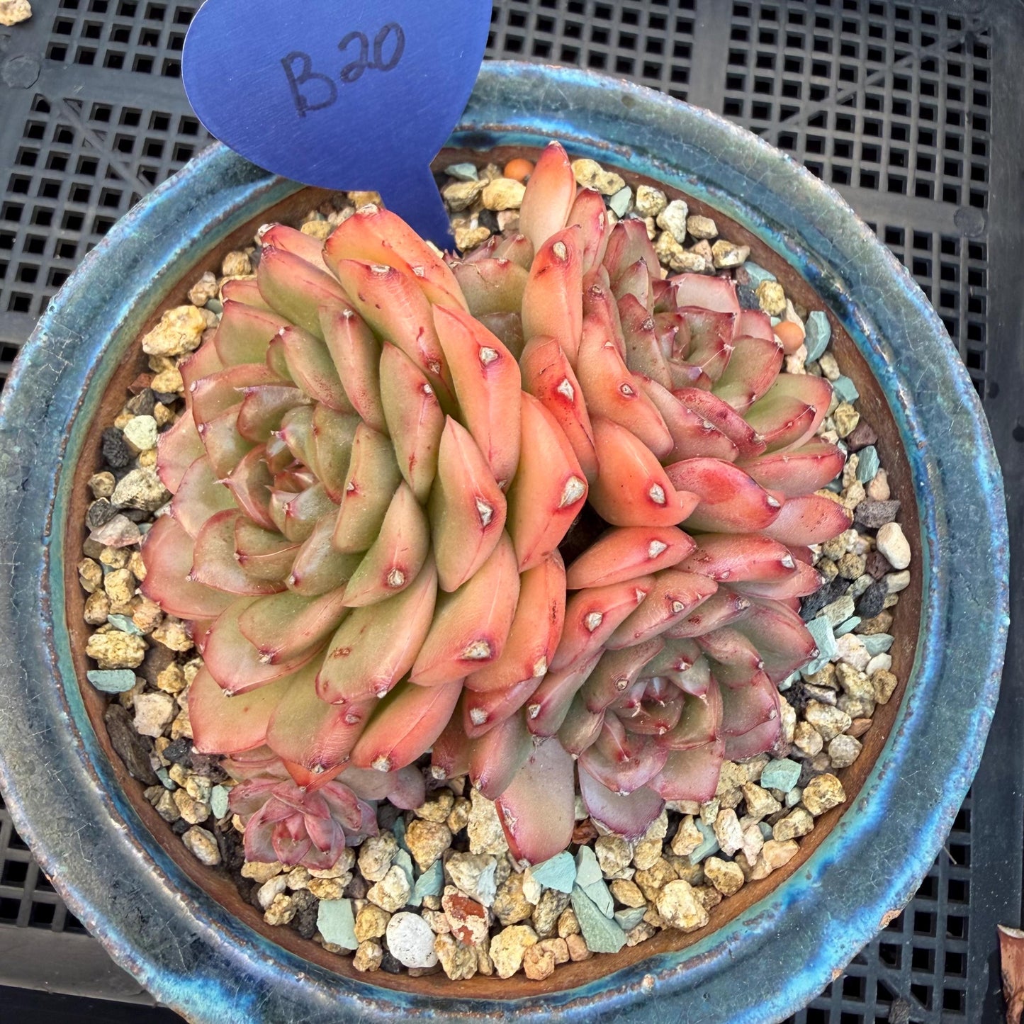 Echeveria  'Jade Bird'  cluster, 3.4inches