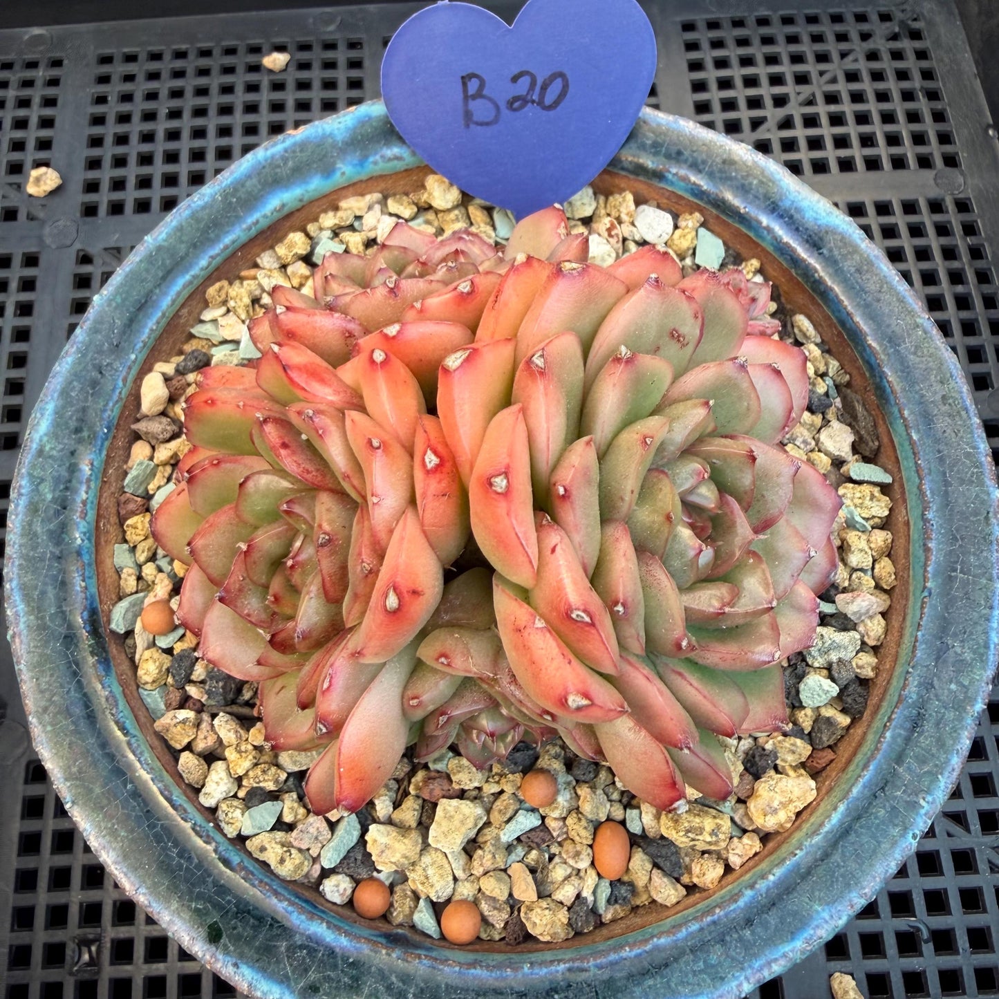 Echeveria  'Jade Bird'  cluster, 3.4inches