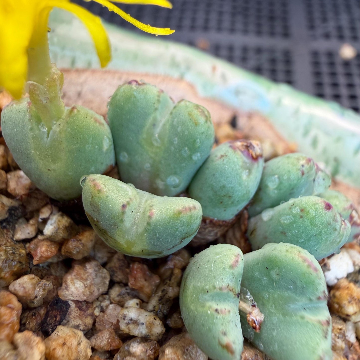 Conophytum bilobum with pot, 1.4inches, F12, (This yellow flower may wither at any time during transportation, but it will grow again.)