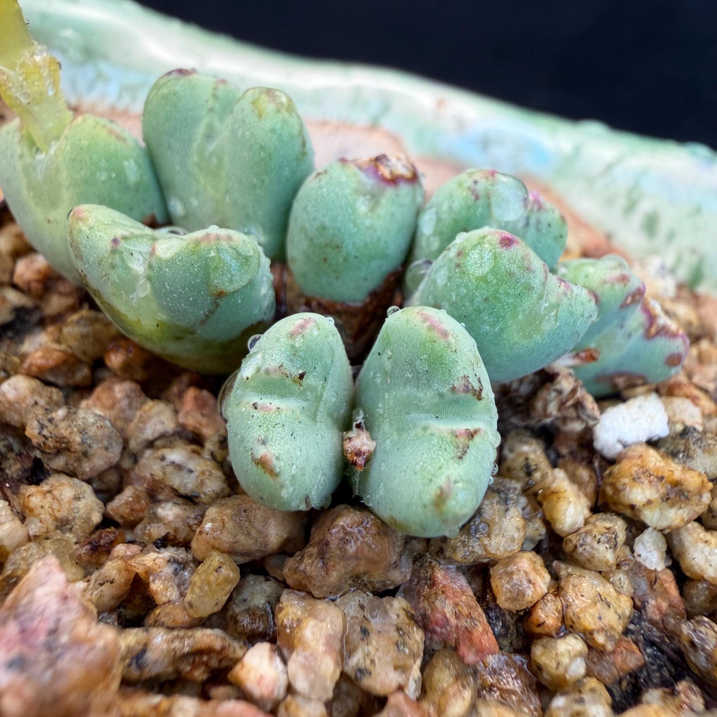 Conophytum bilobum with pot, 1.4inches, F12, (This yellow flower may wither at any time during transportation, but it will grow again.)
