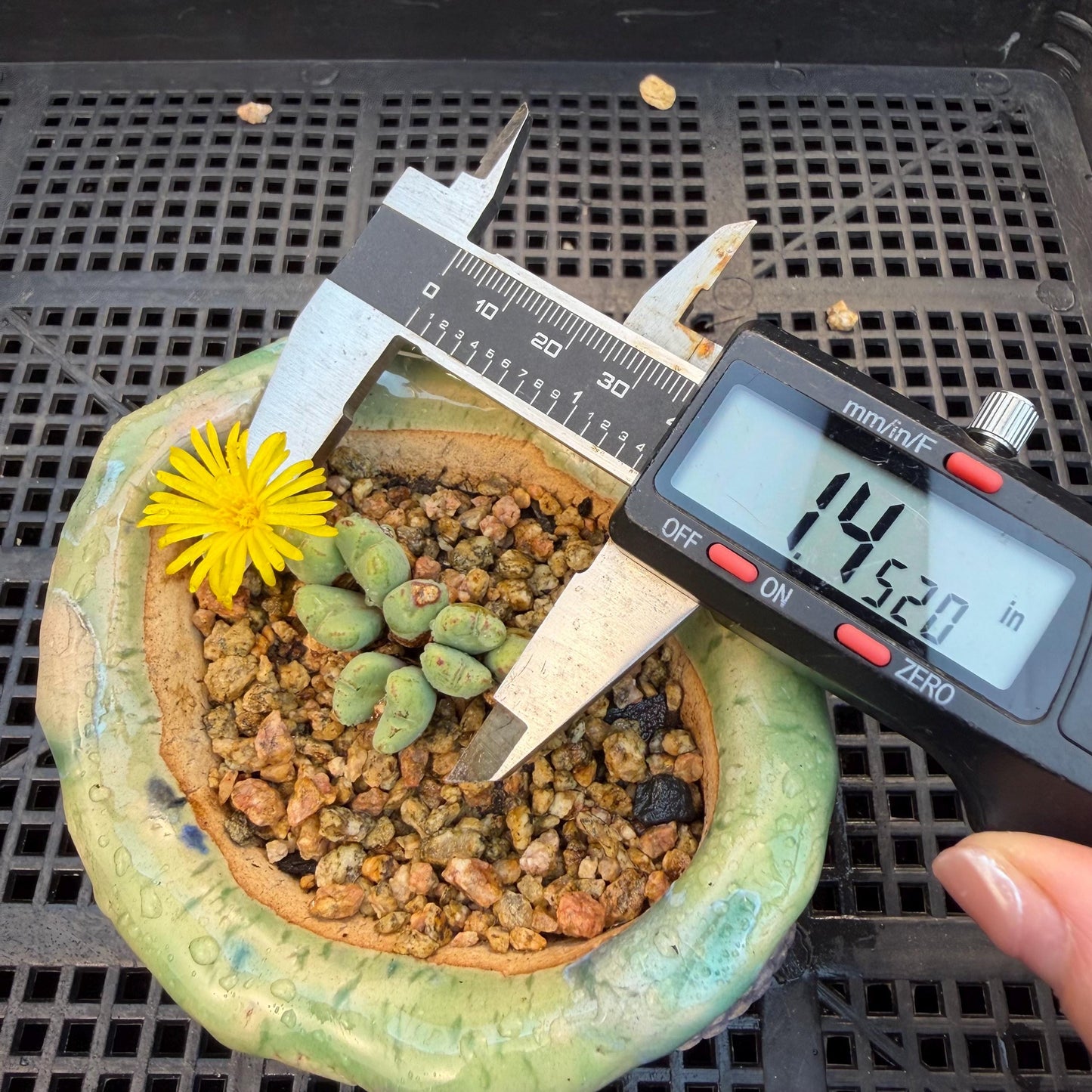 Conophytum bilobum with pot, 1.4inches, F12, (This yellow flower may wither at any time during transportation, but it will grow again.)