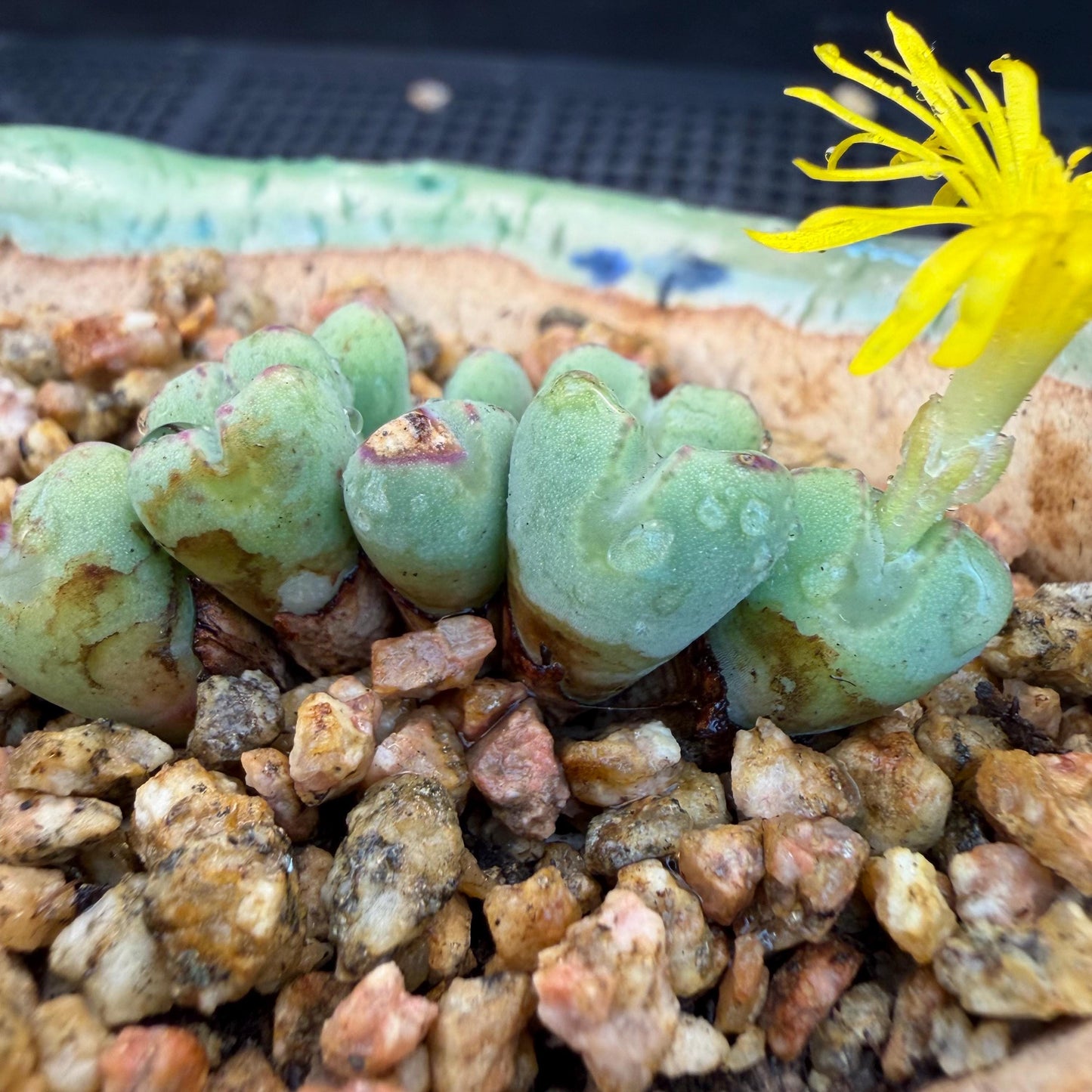 Conophytum bilobum with pot, 1.4inches, F12, (This yellow flower may wither at any time during transportation, but it will grow again.)