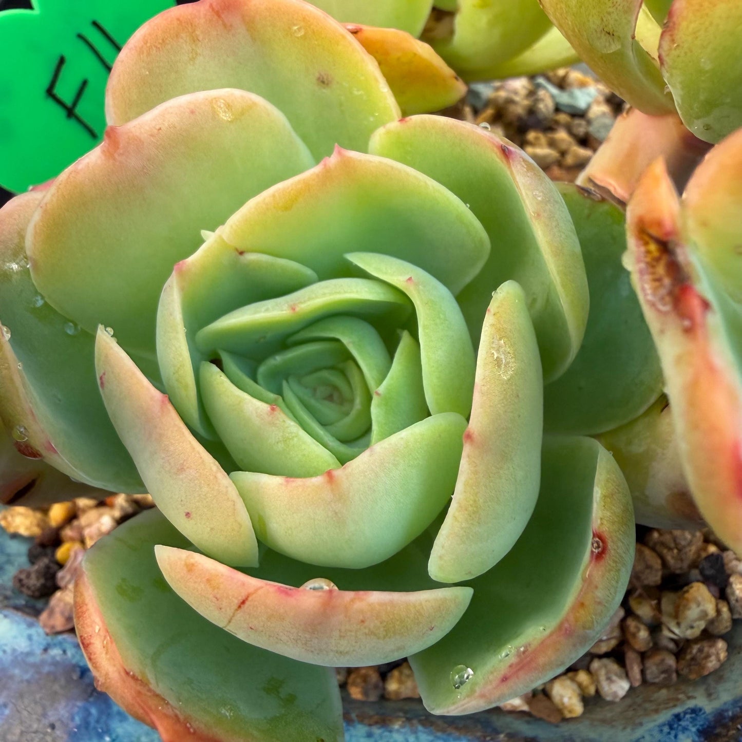 Echeveria 'Peach Pride'  cluster, 5heads, 4.8inches-F11