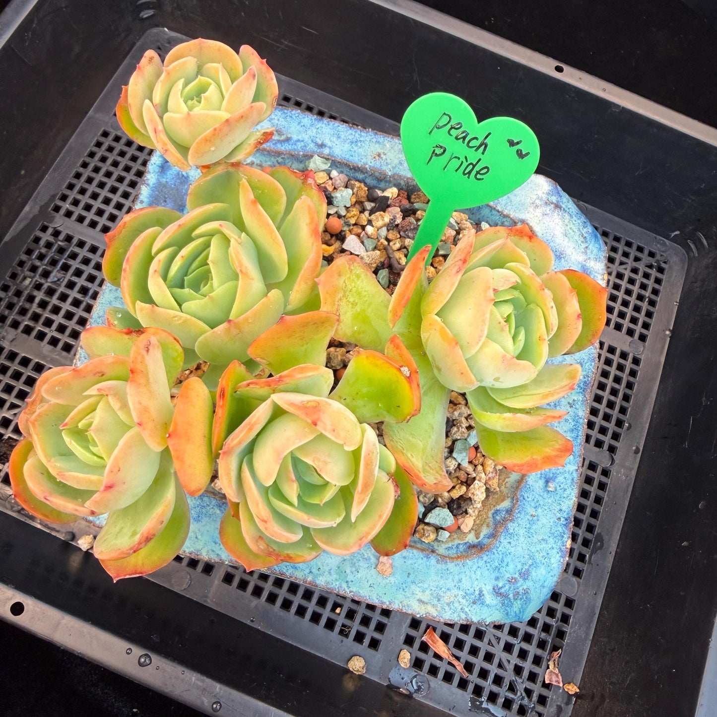 Echeveria 'Peach Pride'  cluster, 5heads, 4.8inches-F11