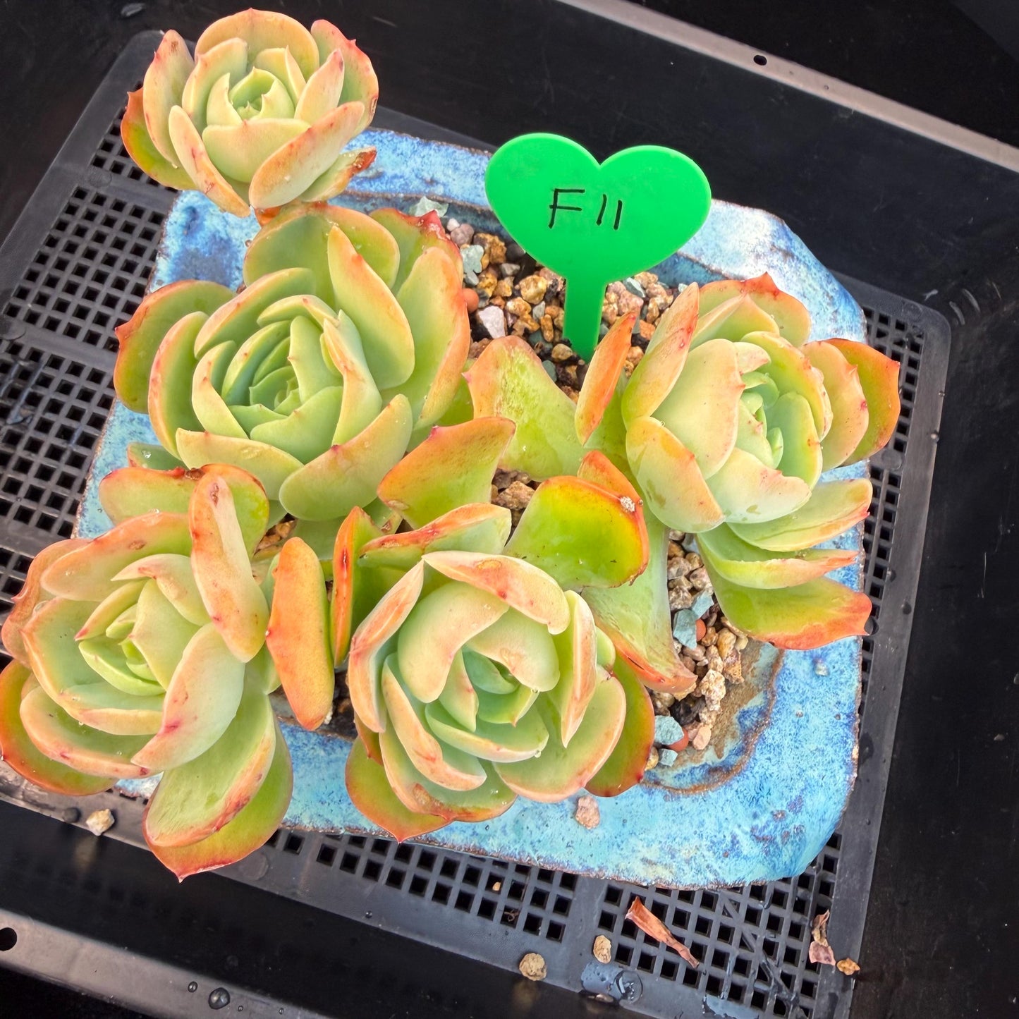 Echeveria 'Peach Pride'  cluster, 5heads, 4.8inches-F11