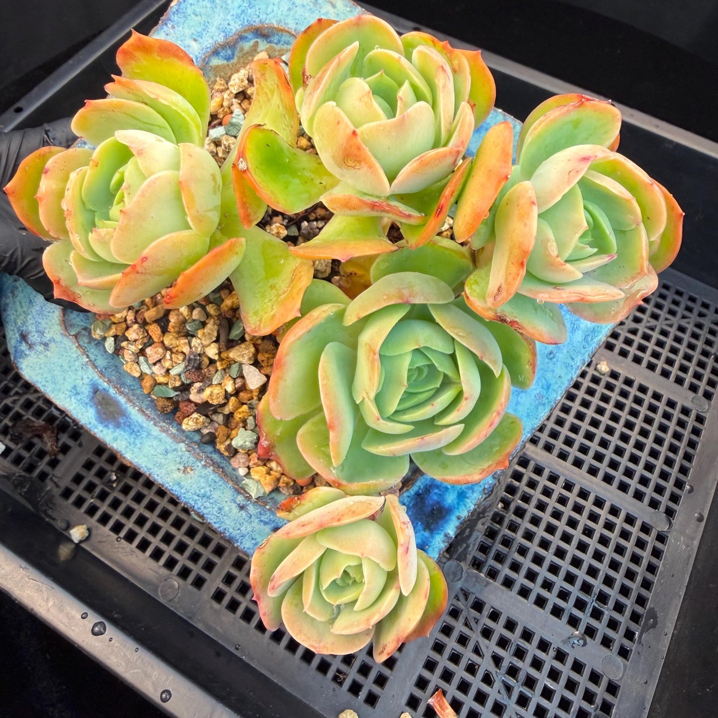 Echeveria 'Peach Pride'  cluster, 5heads, 4.8inches-F11