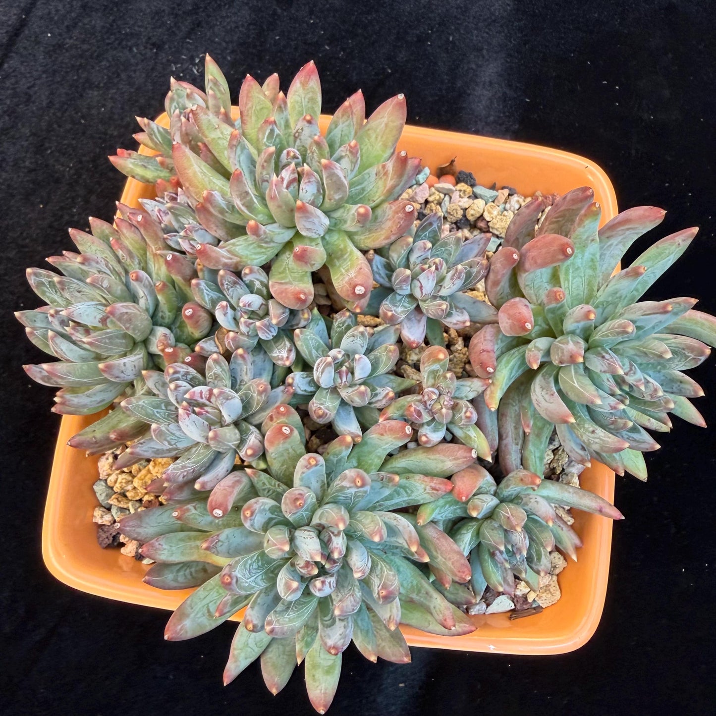 Echeveria 'Prismatic Star ' cluster, 5.6inches,C13