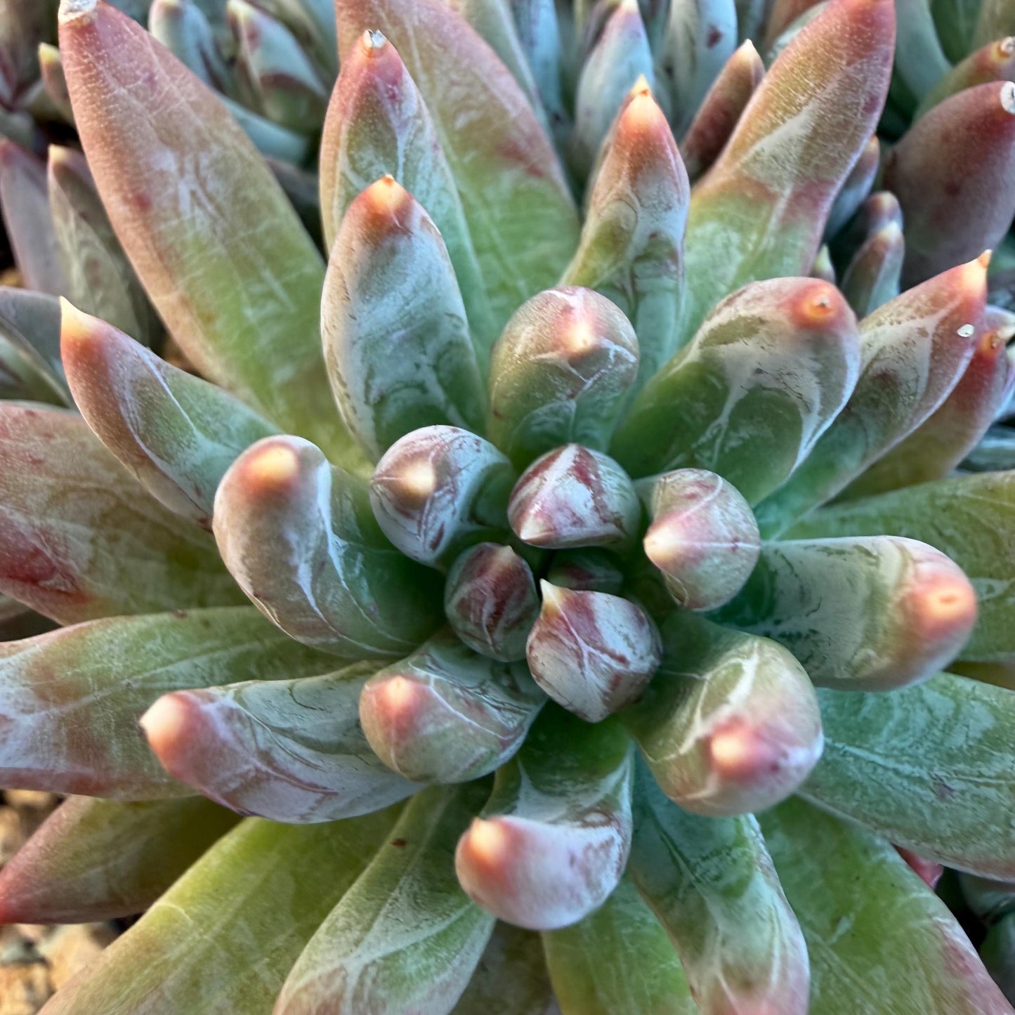 Echeveria 'Prismatic Star ' cluster, 5.6inches,C13