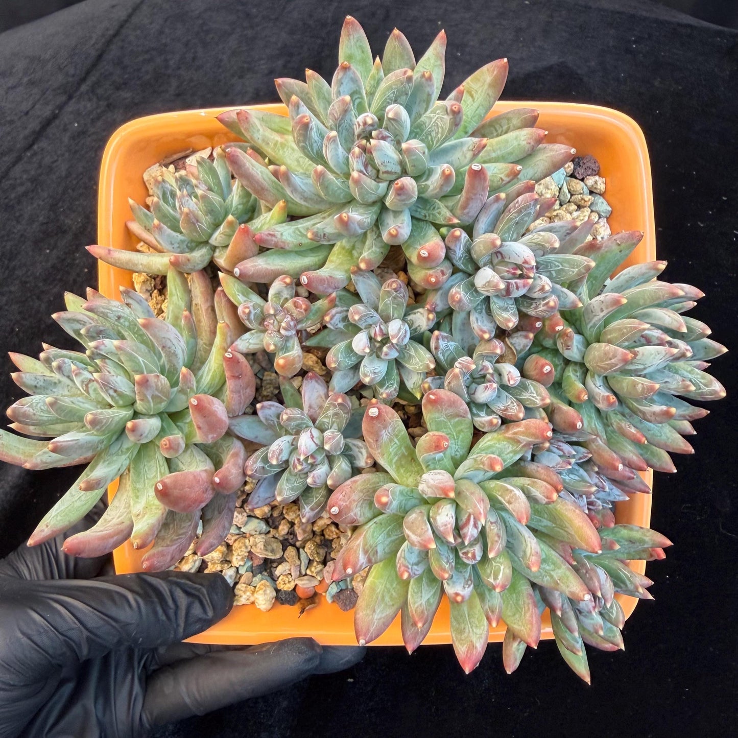 Echeveria 'Prismatic Star ' cluster, 5.6inches,C13