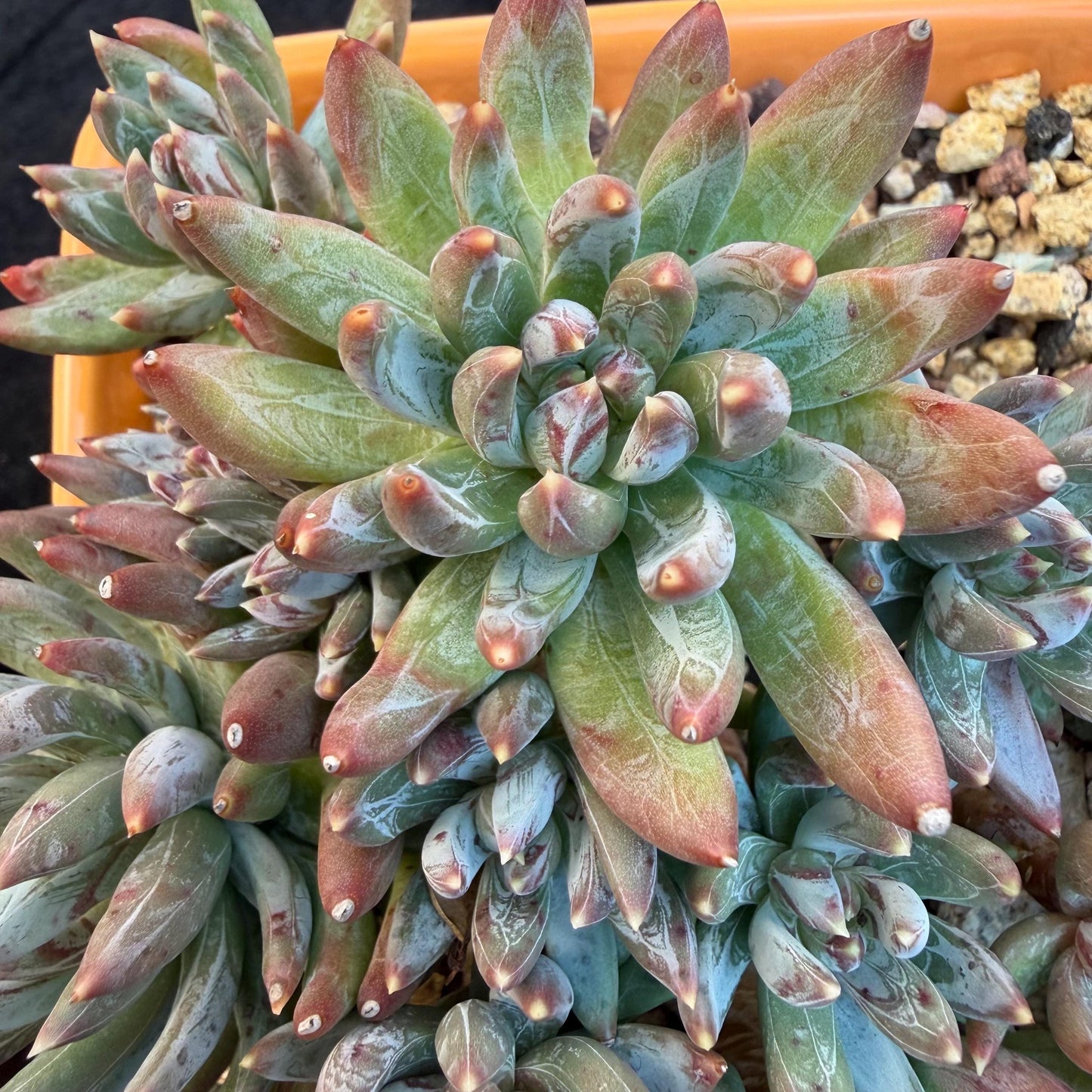 Echeveria 'Prismatic Star ' cluster, 5.6inches,C13