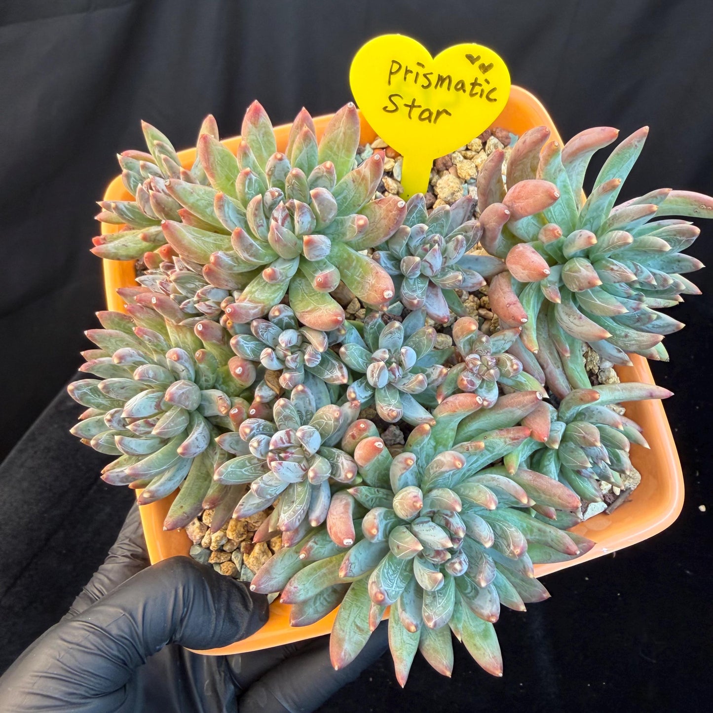 Echeveria 'Prismatic Star ' cluster, 5.6inches,C13
